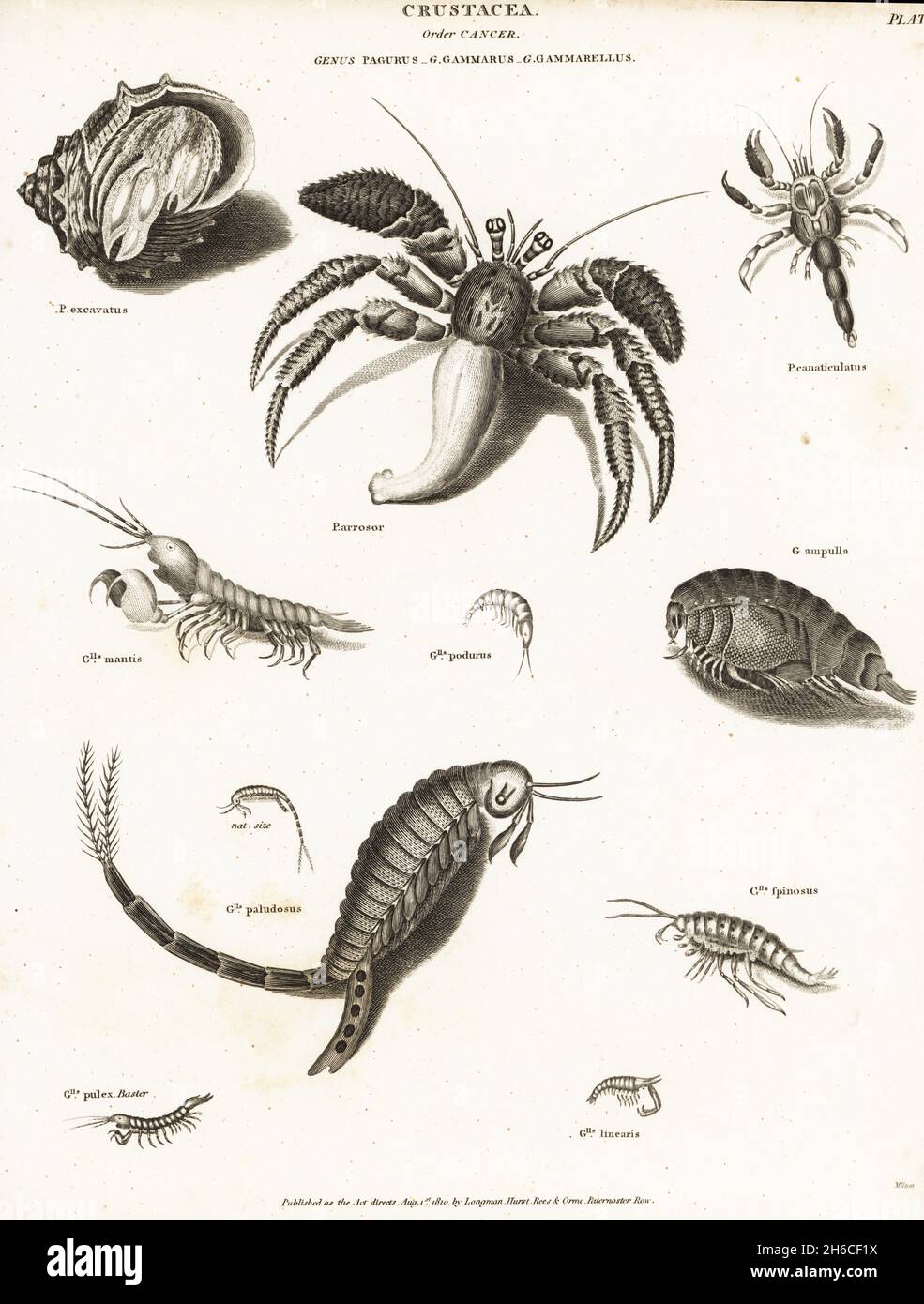 Red reef hermit, Dardanus arrosor, hermit crabs, Cancellus canaliculatus and Pagurus excavatus in shell, mantis shrimp, Squilla mantis, and amphipods, Gammarus ampullas, Gammarellus paludosus, Gammarellus spinosus, etc. Copperplate engraving by Milton from Abraham Rees' Cyclopedia or Universal Dictionary of Arts, Sciences and Literature, Longman, Hurst, Rees, Orme and Brown, London, 1810. Stock Photo
