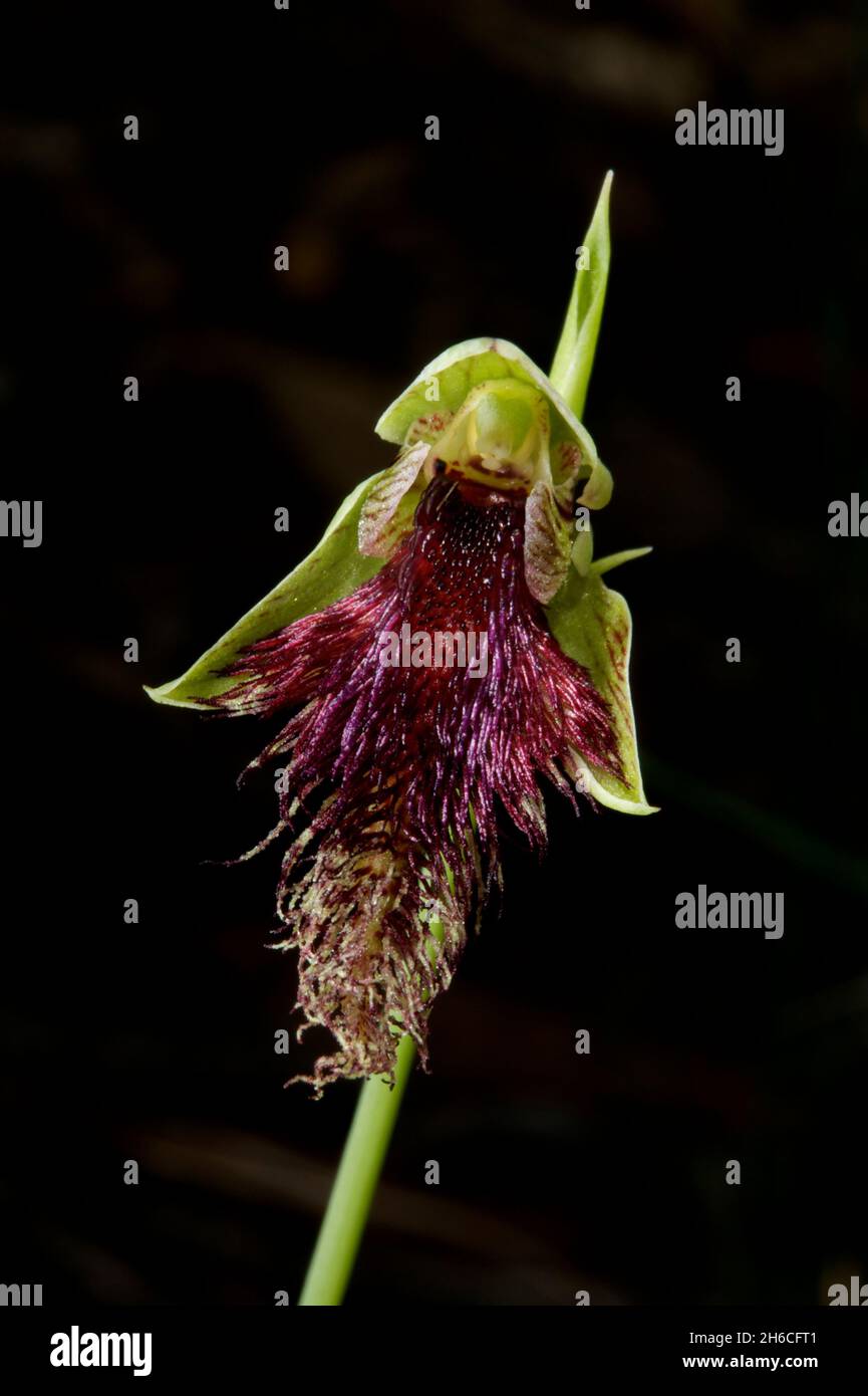 A Robertsons Bearded Orchid (Calochilus Robertsonii) showing off its purple beard at Baluk Willam Reserve in Belgrave South, Victoria, Australia. Stock Photo