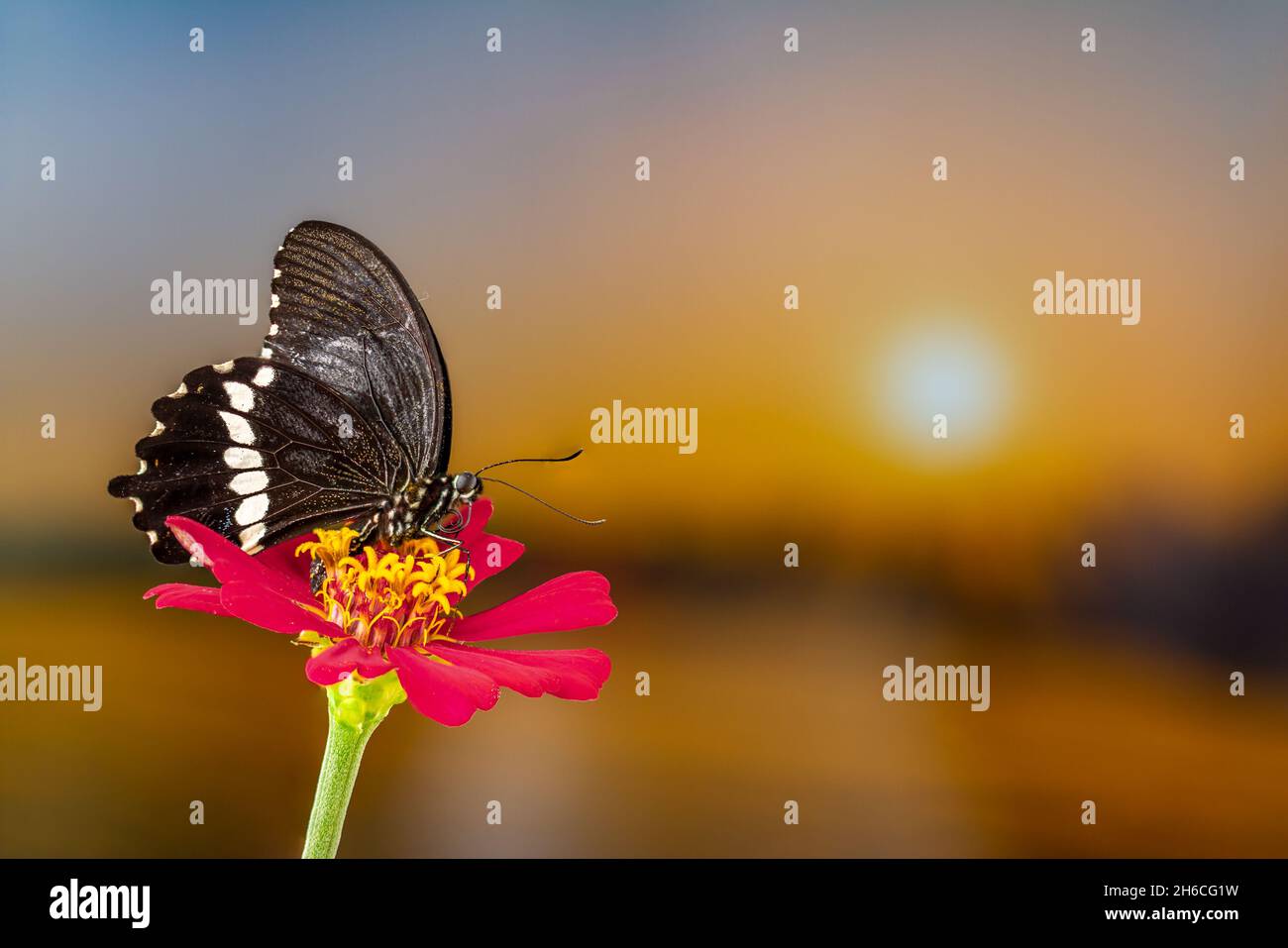 A brown butterfly perched on a red zinnia flower, has a background of autumn leaves and warm sunlight, copy space Stock Photo