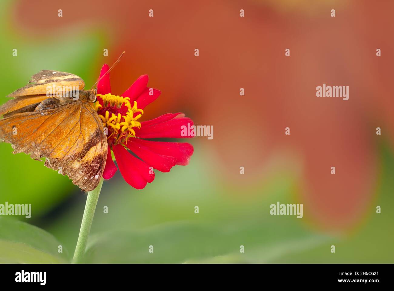 A brown butterfly perched on a red zinnia flower, has a blurred red flower background and warm sunlight, copy space Stock Photo