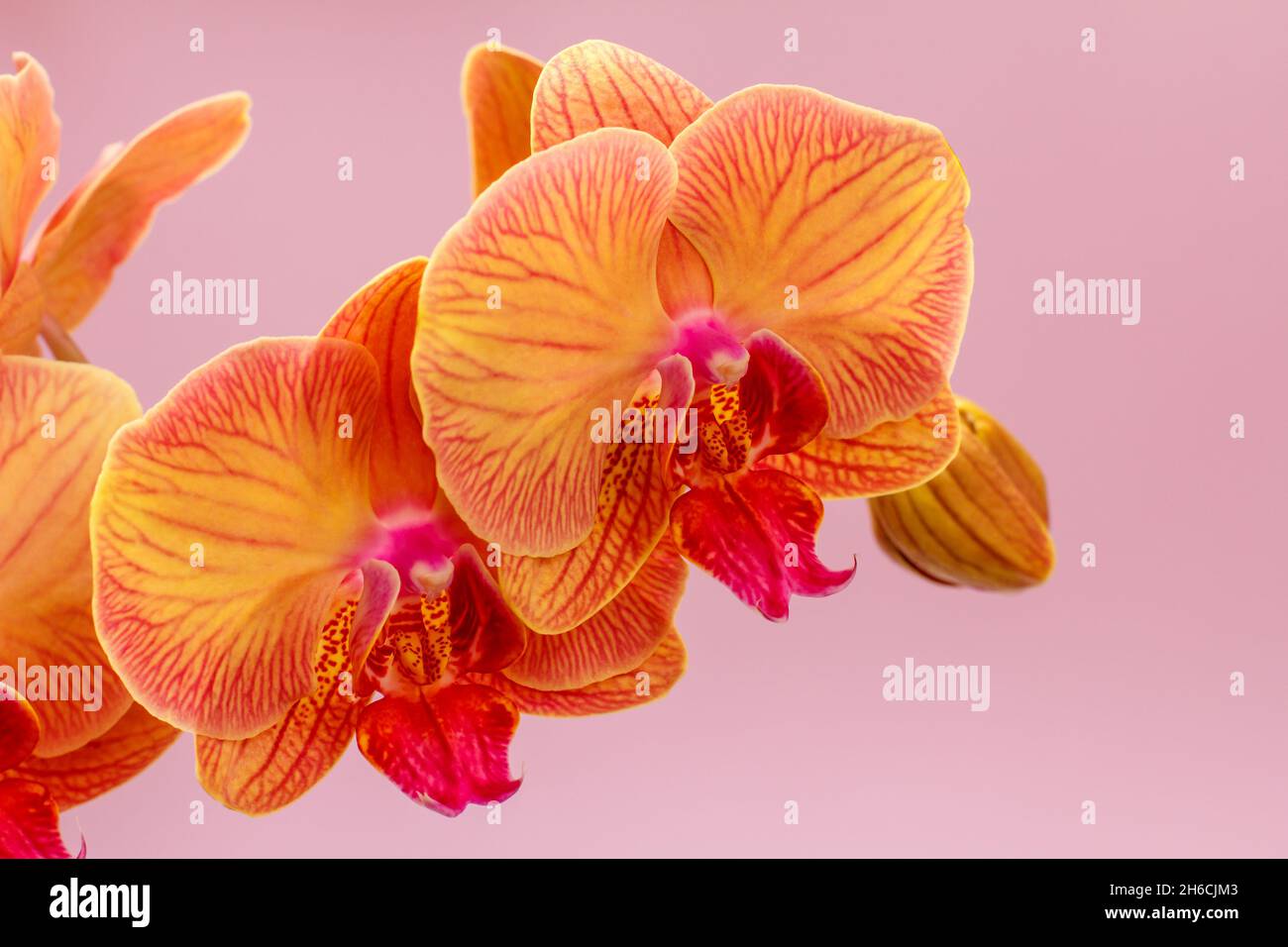 Close-up buds of orange orchid flower on the pink background. Stock Photo