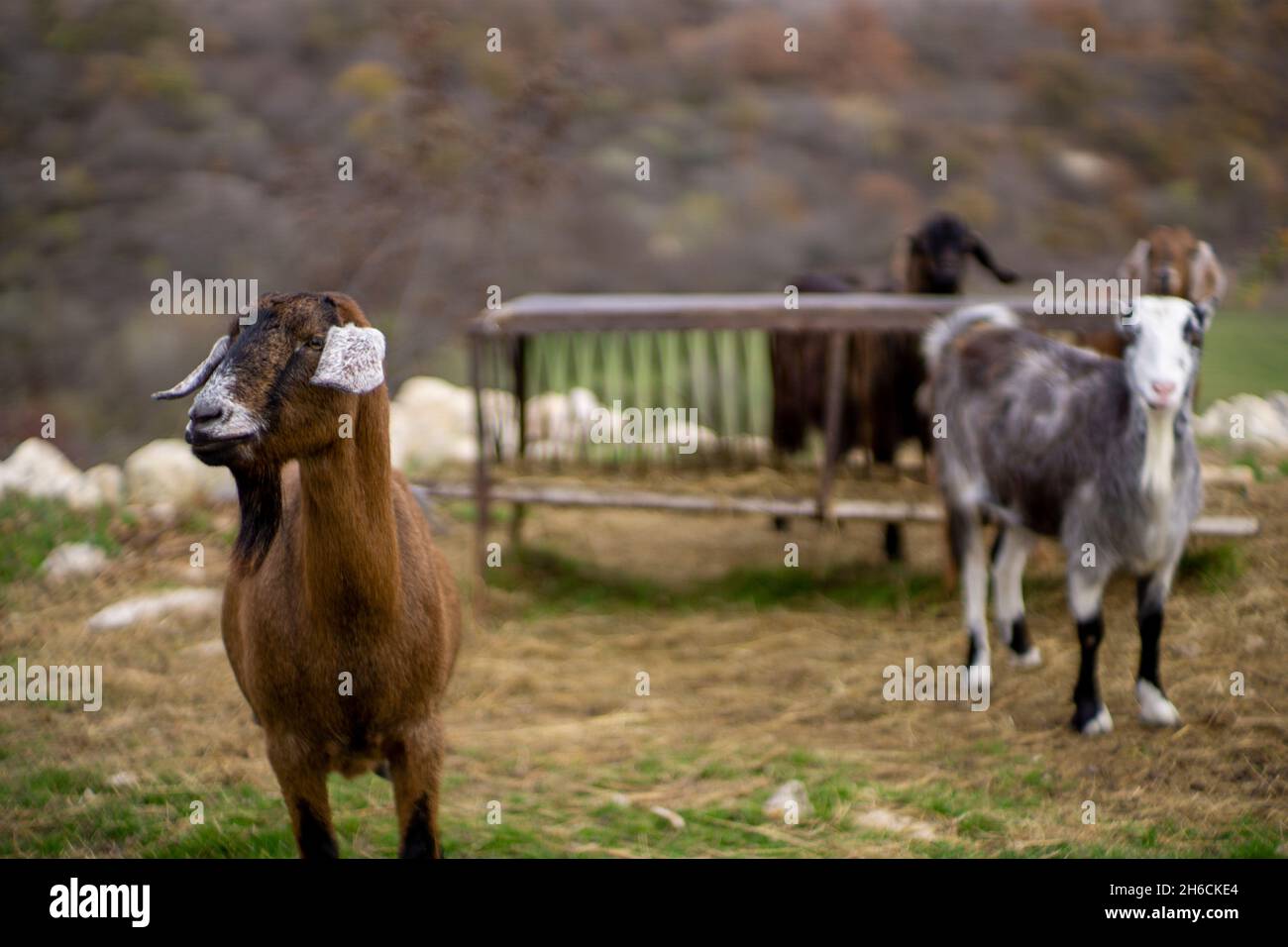 Free range goats with a feeding container in the back Stock Photo - Alamy