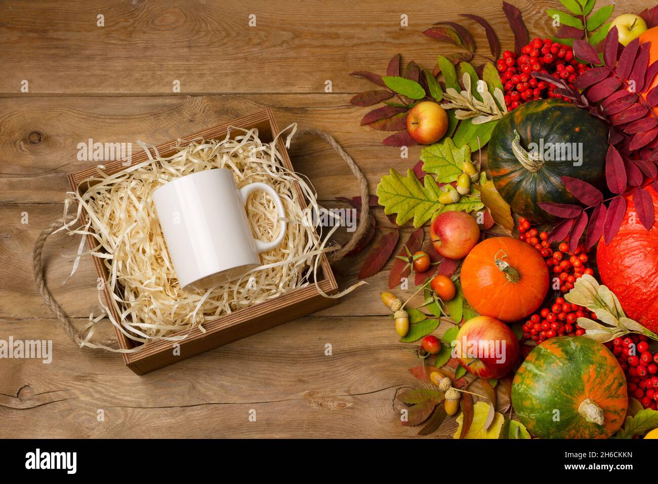 White coffee mug mockup with gift box, pumpkins and fall leaves.  Empty mug mock up for design promotion Stock Photo