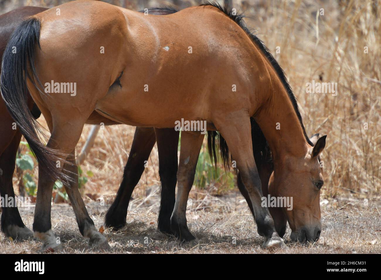 Wild brumby horse (Equus ferus) herd roaming in the landscapes of the Northern Territory, Australia. Stock Photo