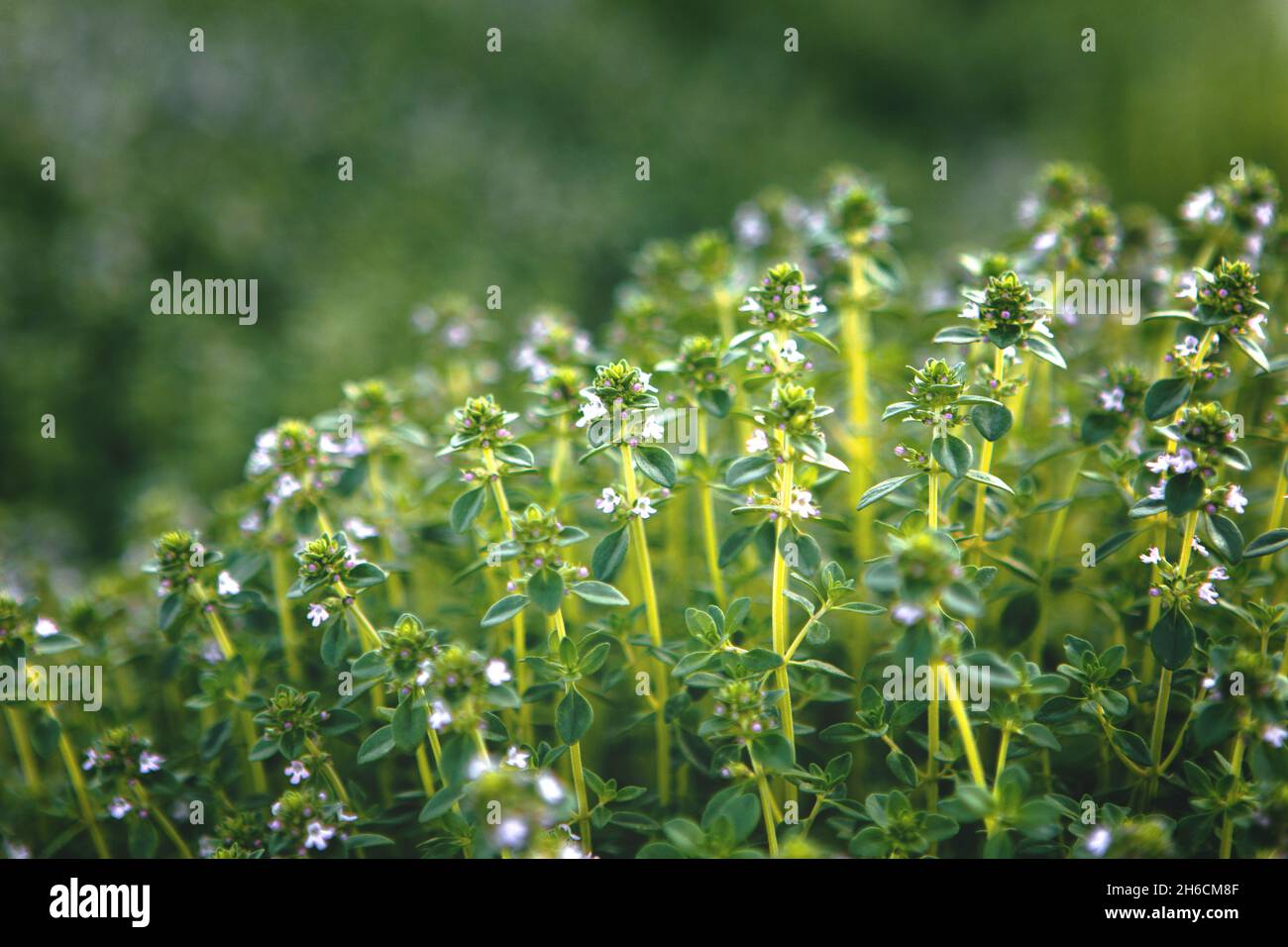 Sweet Basil green plants with flowers growing texture Stock Photo Alamy