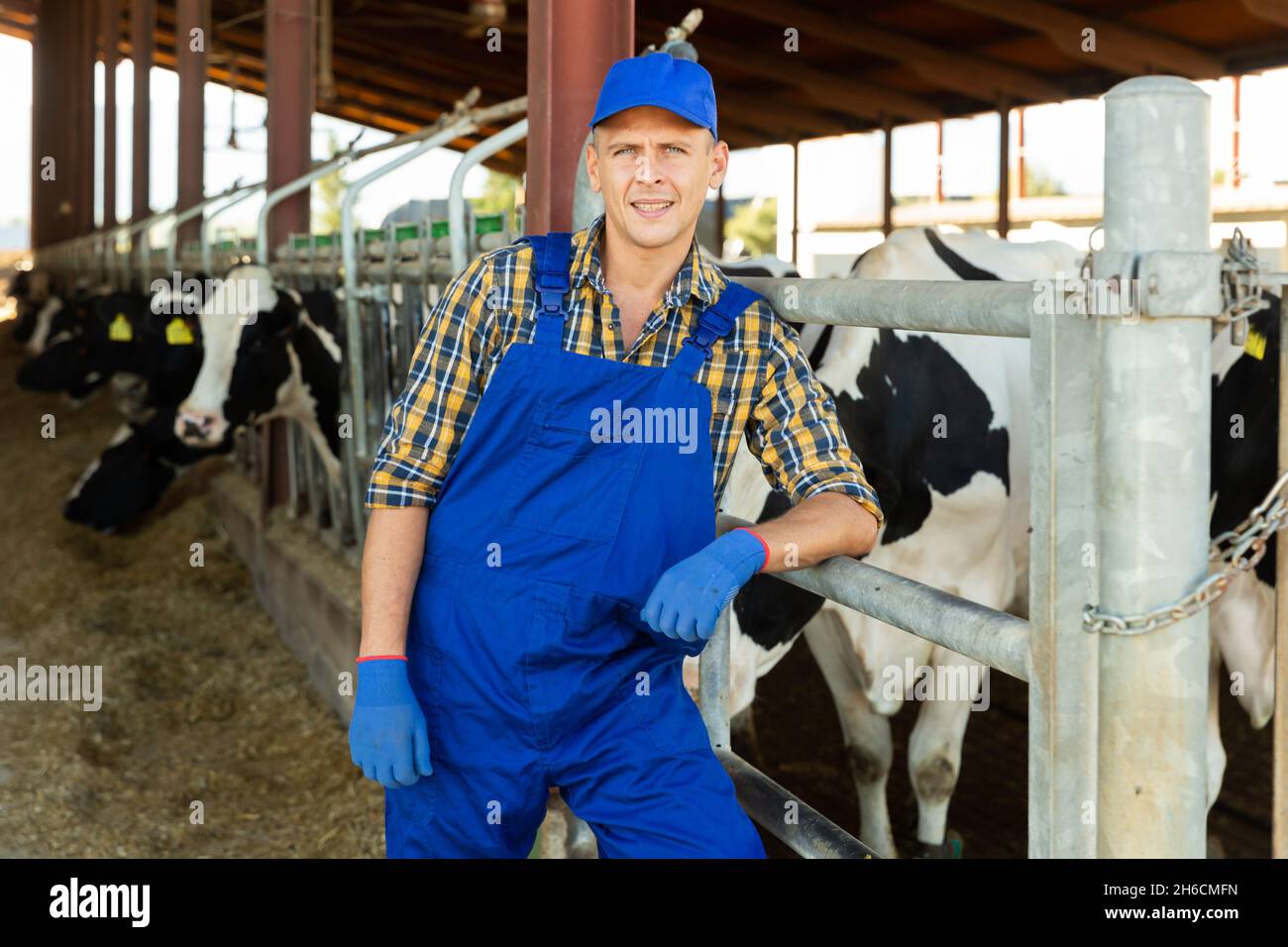 Portrait of positive dairy farm worker in blue overalls against the  background of cows in stall Stock Photo - Alamy