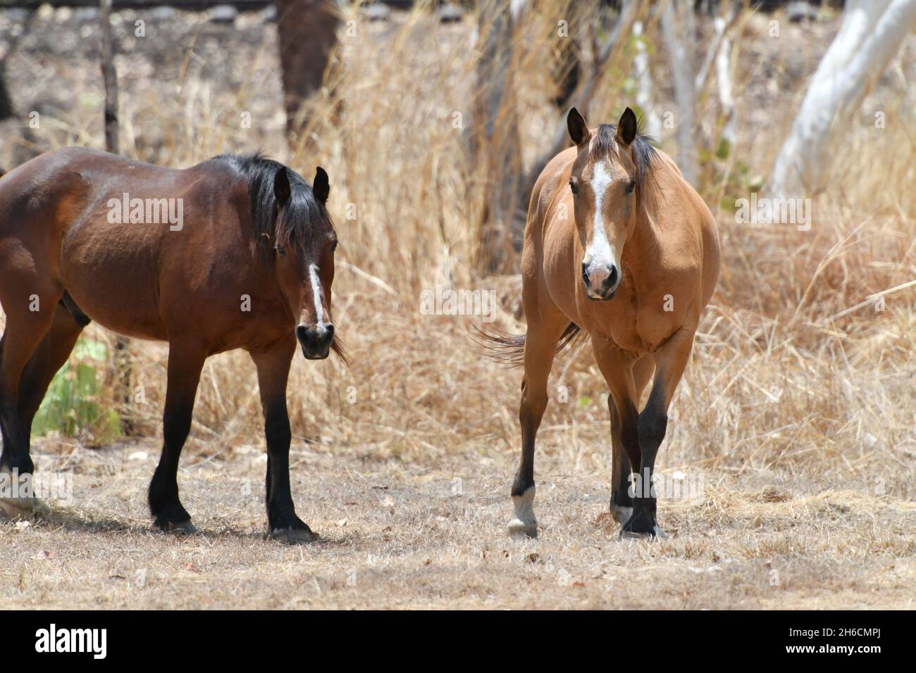 Wild brumby horse (Equus ferus) herd roaming in the landscapes of the Northern Territory, Australia. Stock Photo