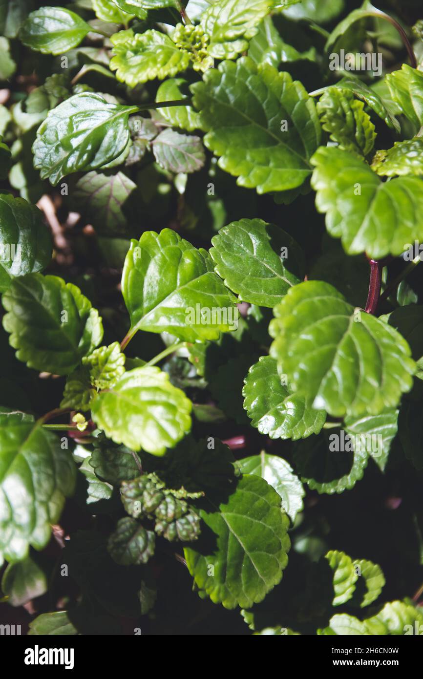Closeup of Swedish ivy flowers in the garden Stock Photo
