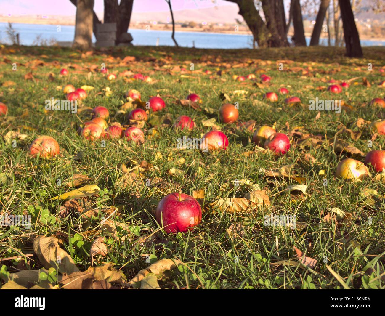 Apples fell hi-res stock photography and images - Alamy