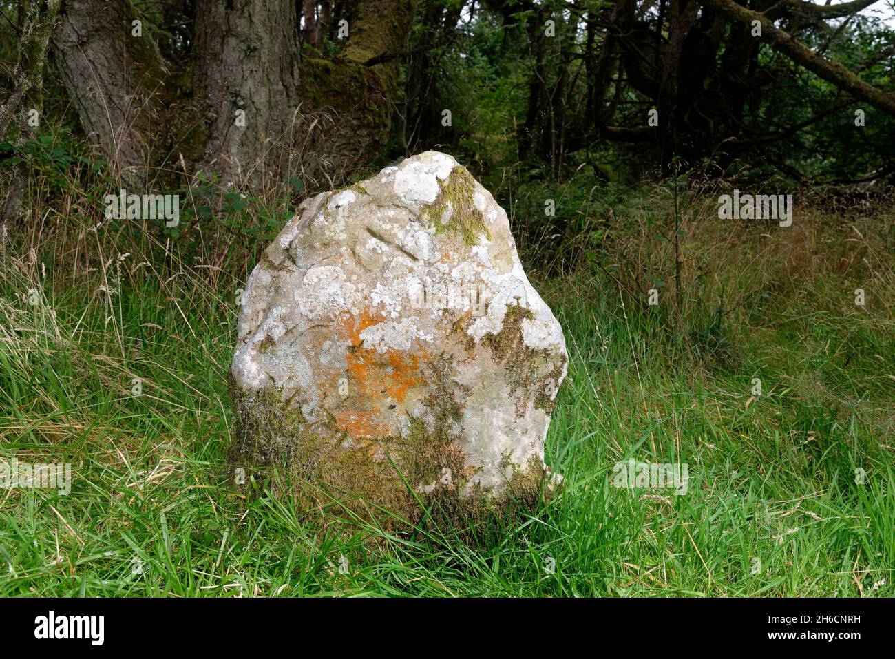 Culbone Stone, medieval inscribed standing stone near Porlock, Exmoor, Somerset, UK Stock Photo