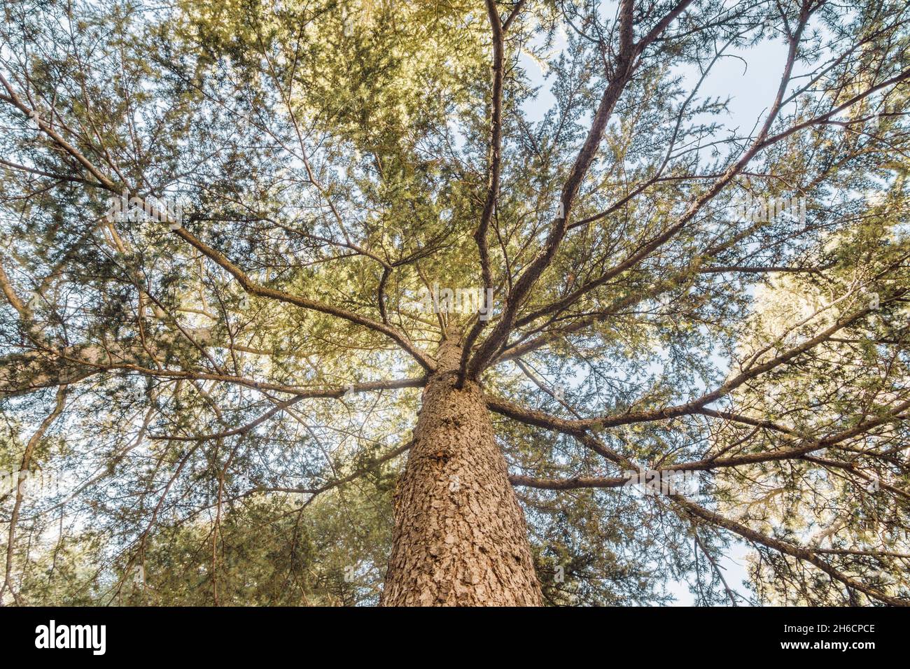 Bottom view of Cedrus Libani tree in Cedars of God forest, Arz, Bsharri, Lebanon Stock Photo