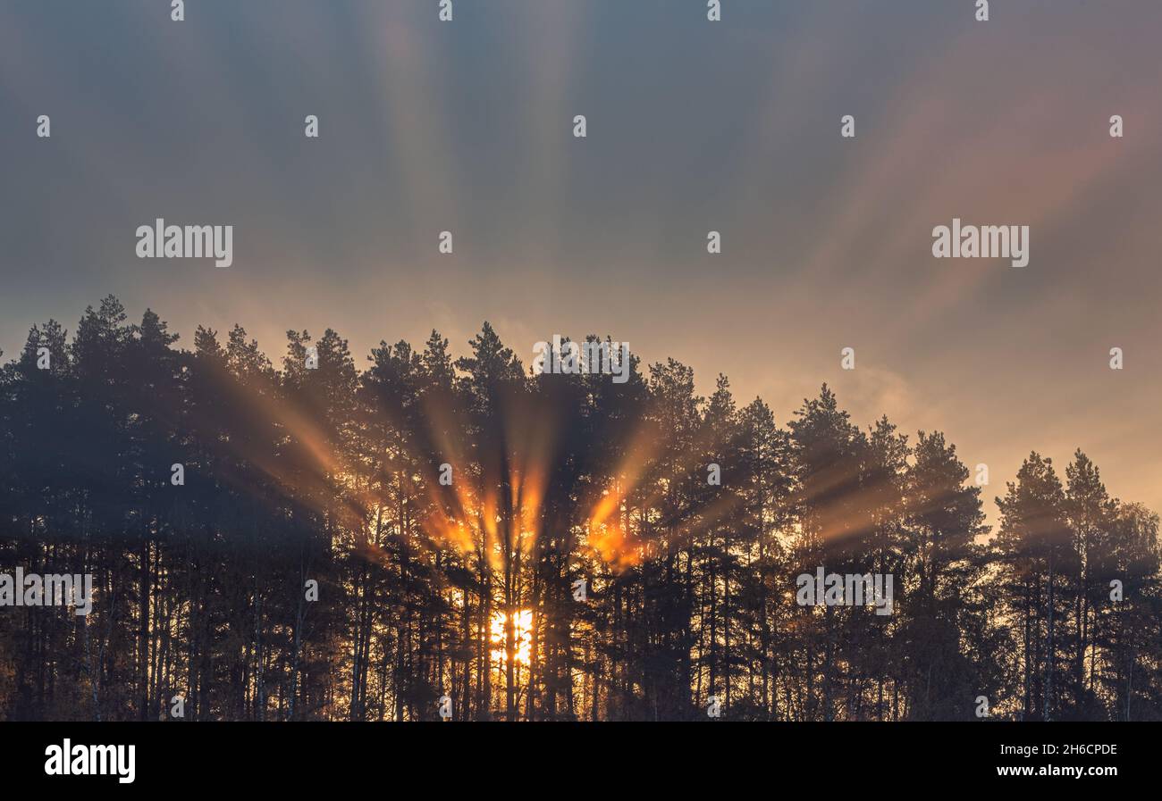 Sun rays emerging in the forest, light rays moving in the cold morning ...
