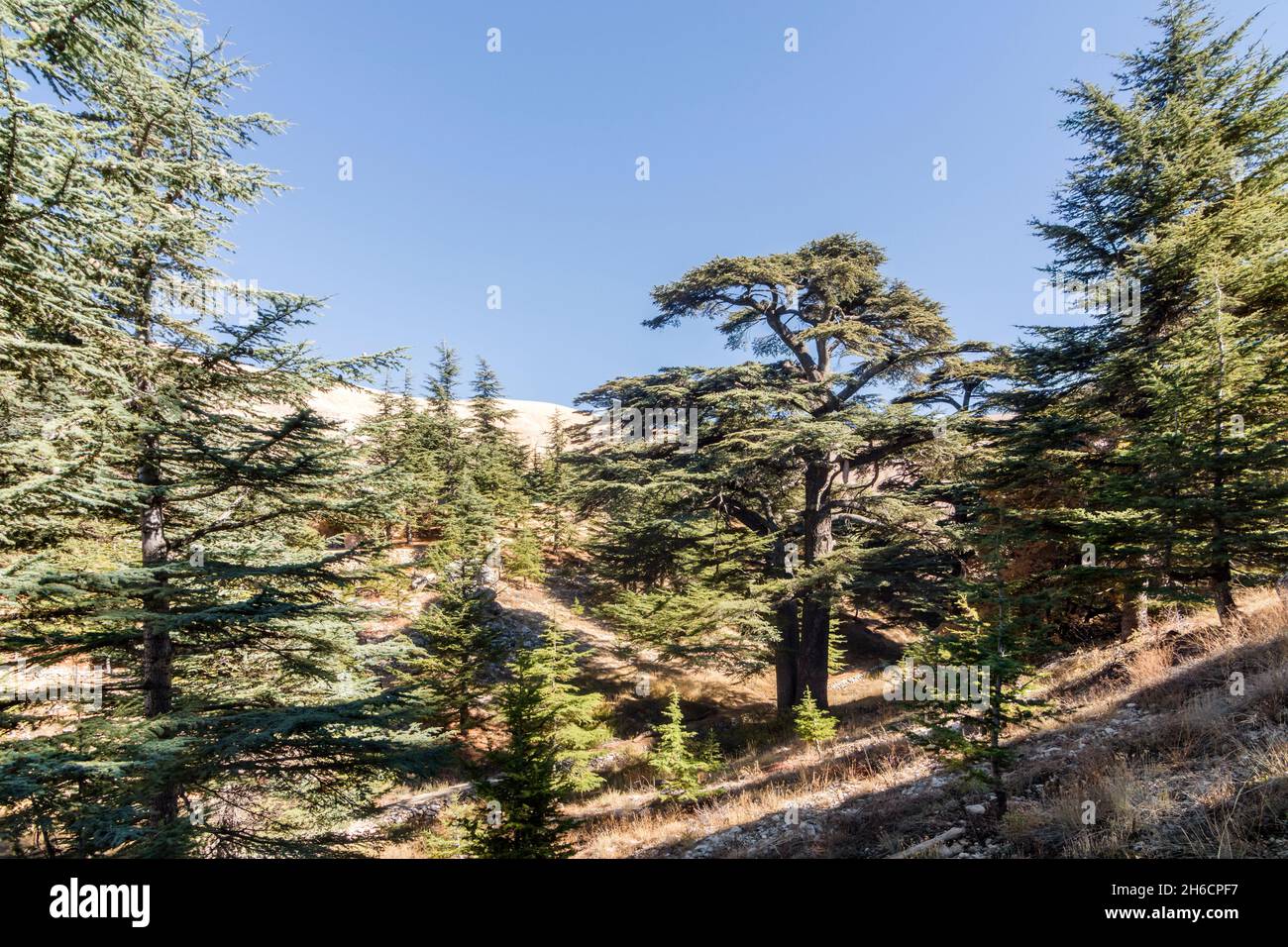 Cedrus Libani tree in Cedars of God forest, Arz, Bsharri, Lebanon Stock Photo