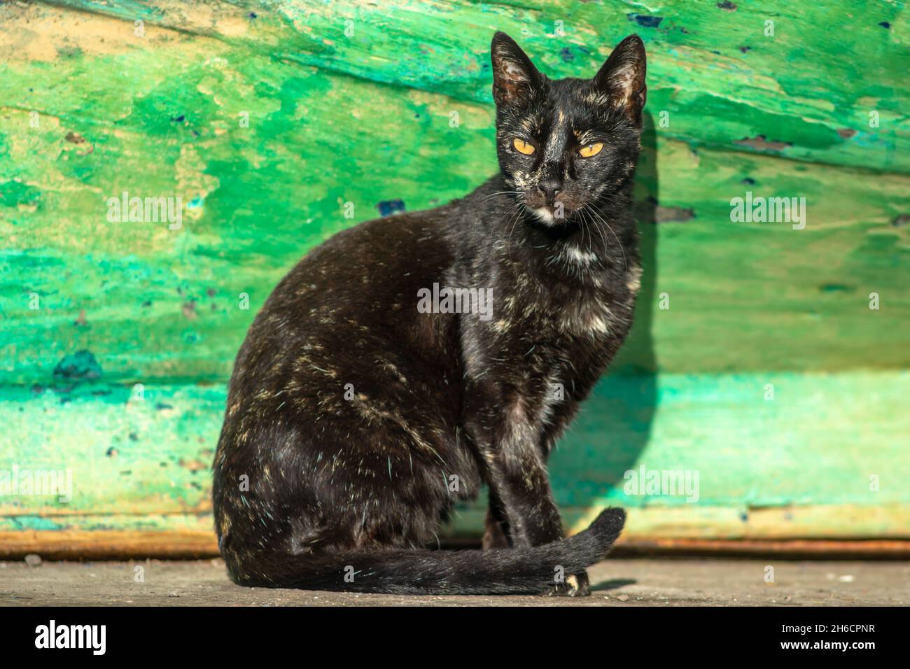 Black cat with white spots and yellow eyes. Cats in the port of Essaouira in Morocco. Stock Photo