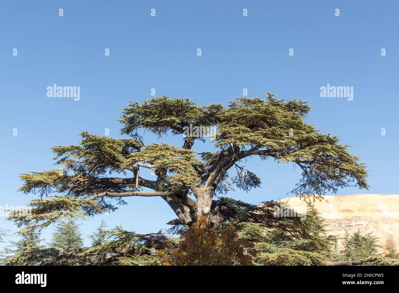 Cedrus Libani tree in Cedars of God forest, Arz, Bsharri, Lebanon Stock Photo
