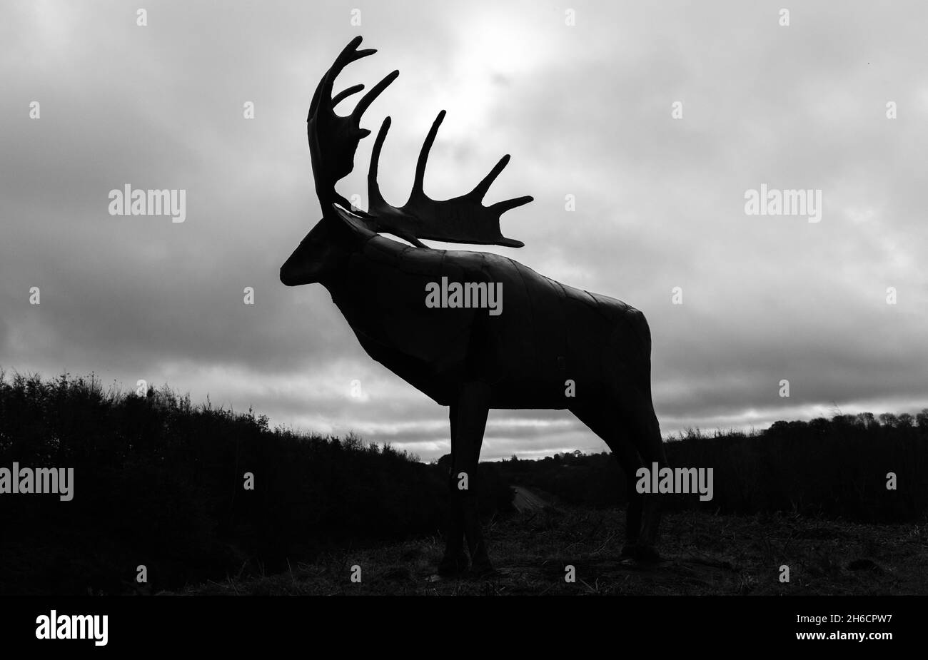 Irish elk Black and White Stock Photos & Images - Alamy