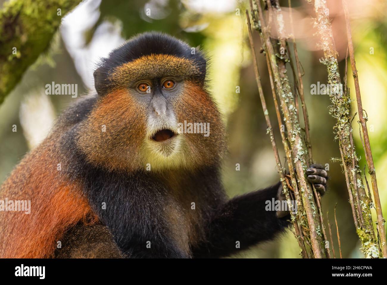 Golden Monkey - Cercopithecus kandti, beautiful colored rare monkey from African forests, Mgahinga Gorilla National Park, Uganda. Stock Photo