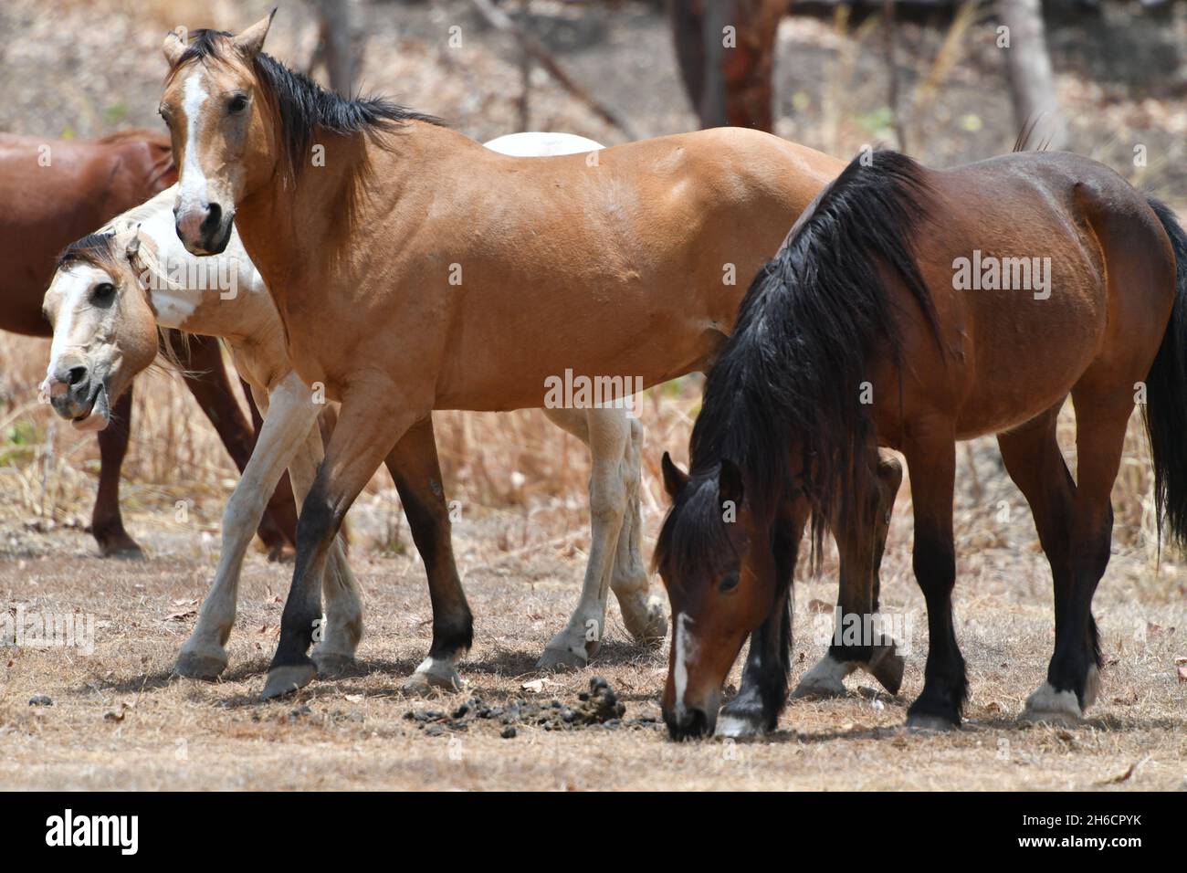 Wild brumby horse (Equus ferus) herd roaming in the landscapes of the Northern Territory, Australia. Stock Photo