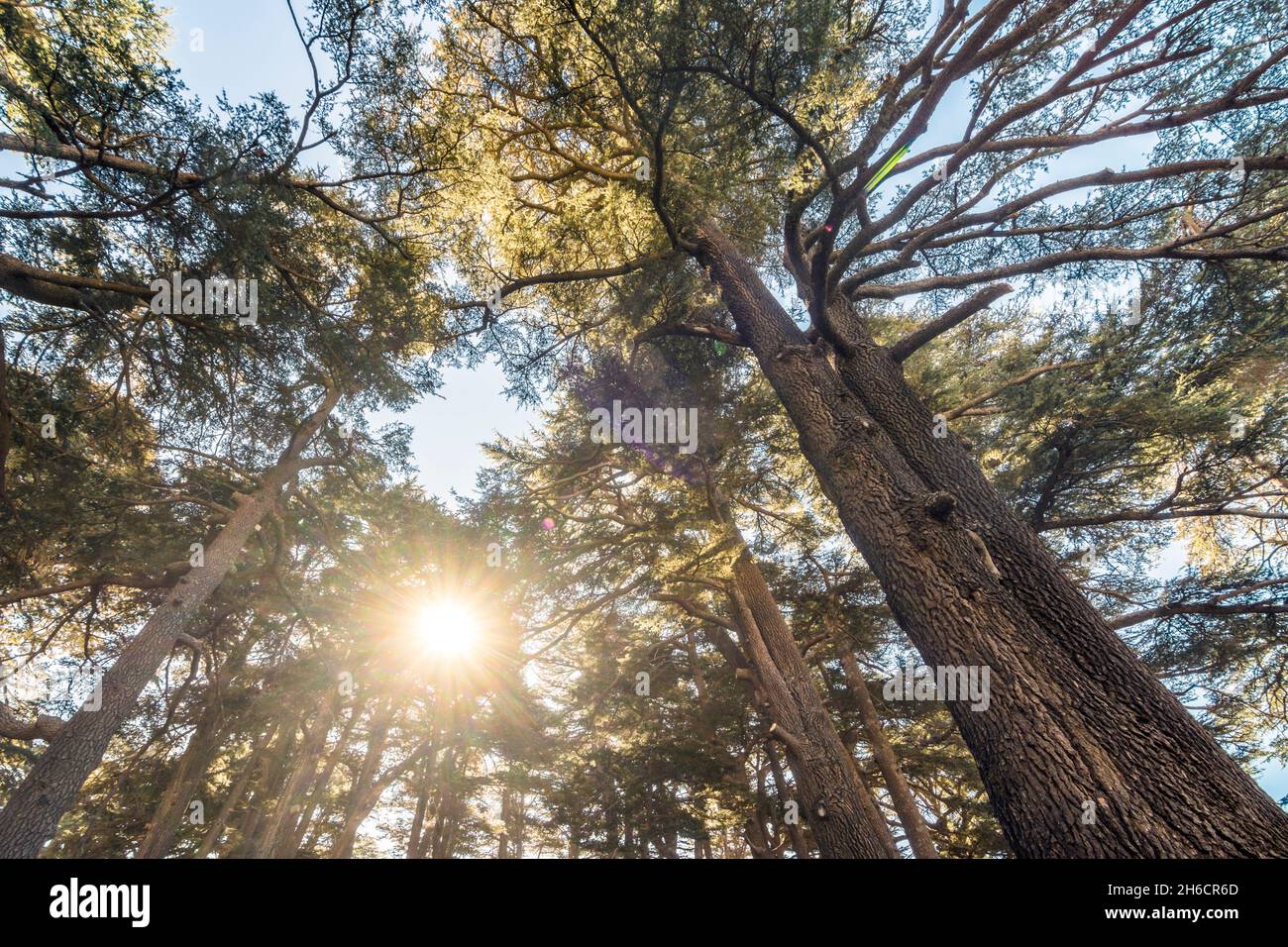 Bottom view of Cedrus Libani trees in Cedars of God forest with sun rays, Arz, Bsharri, Lebanon Stock Photo