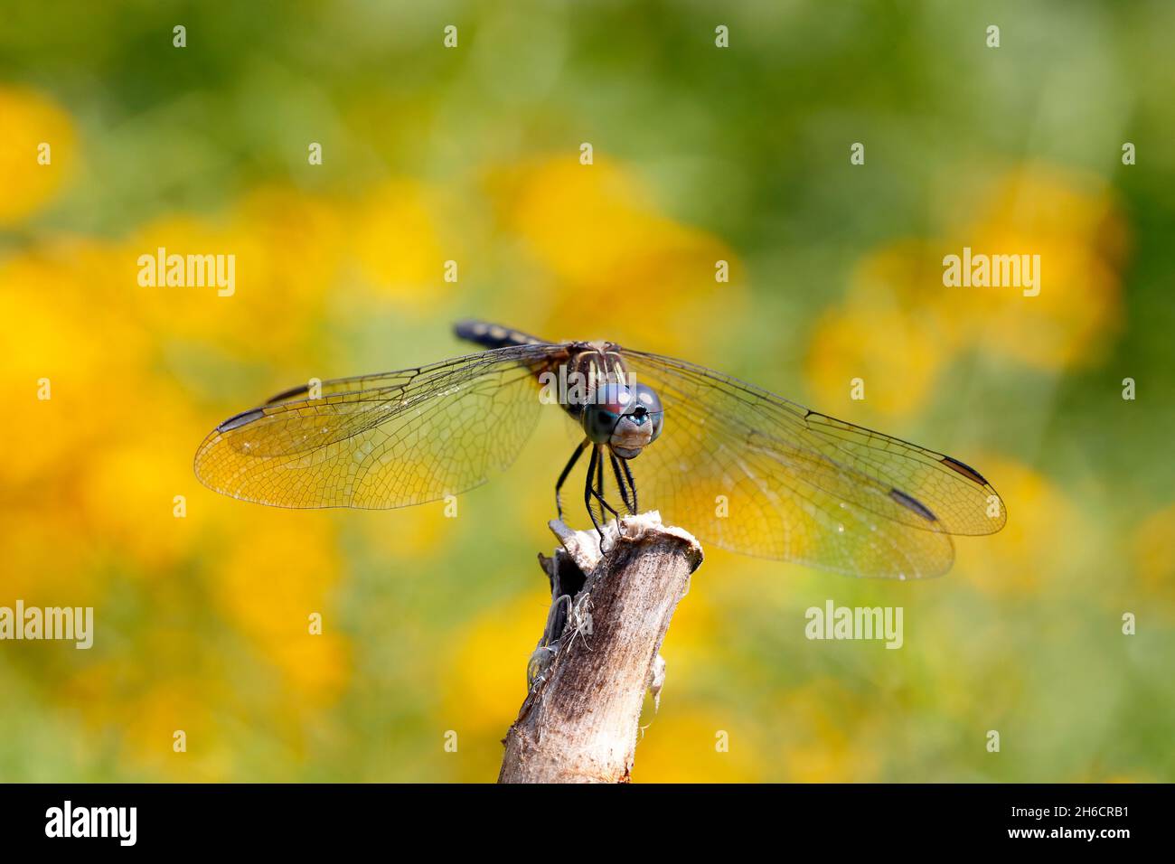 A male Blue Dasher dragonfly (Pachydiplax longipennis) perched on a branch top waiting for prey to come in range. Stock Photo