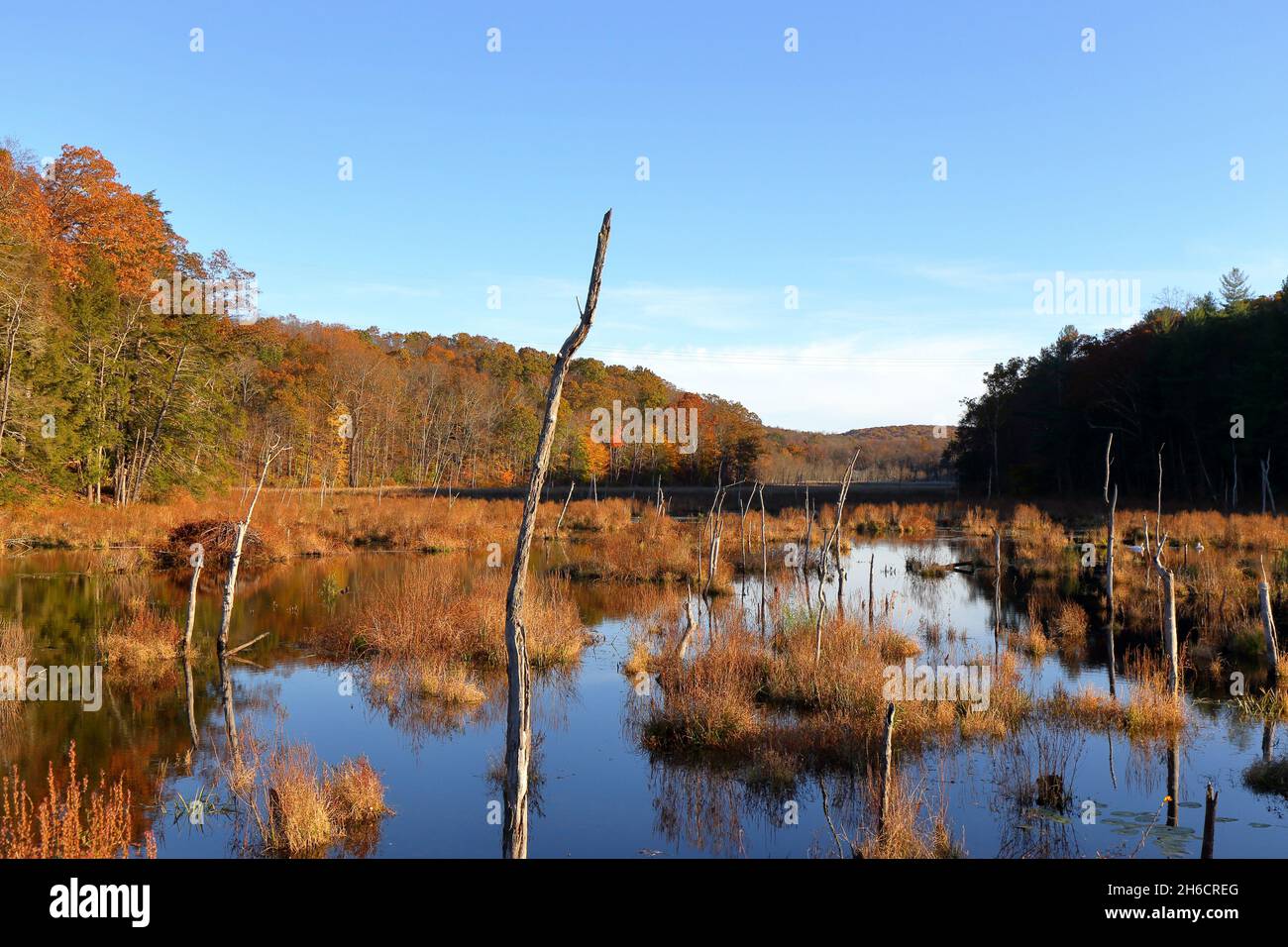 An autumn view of an inland freshwater marsh with dead trees from the Empire State Trail, Maybrook Trailway section, at the Ice Pond, Brewster, NY Stock Photo