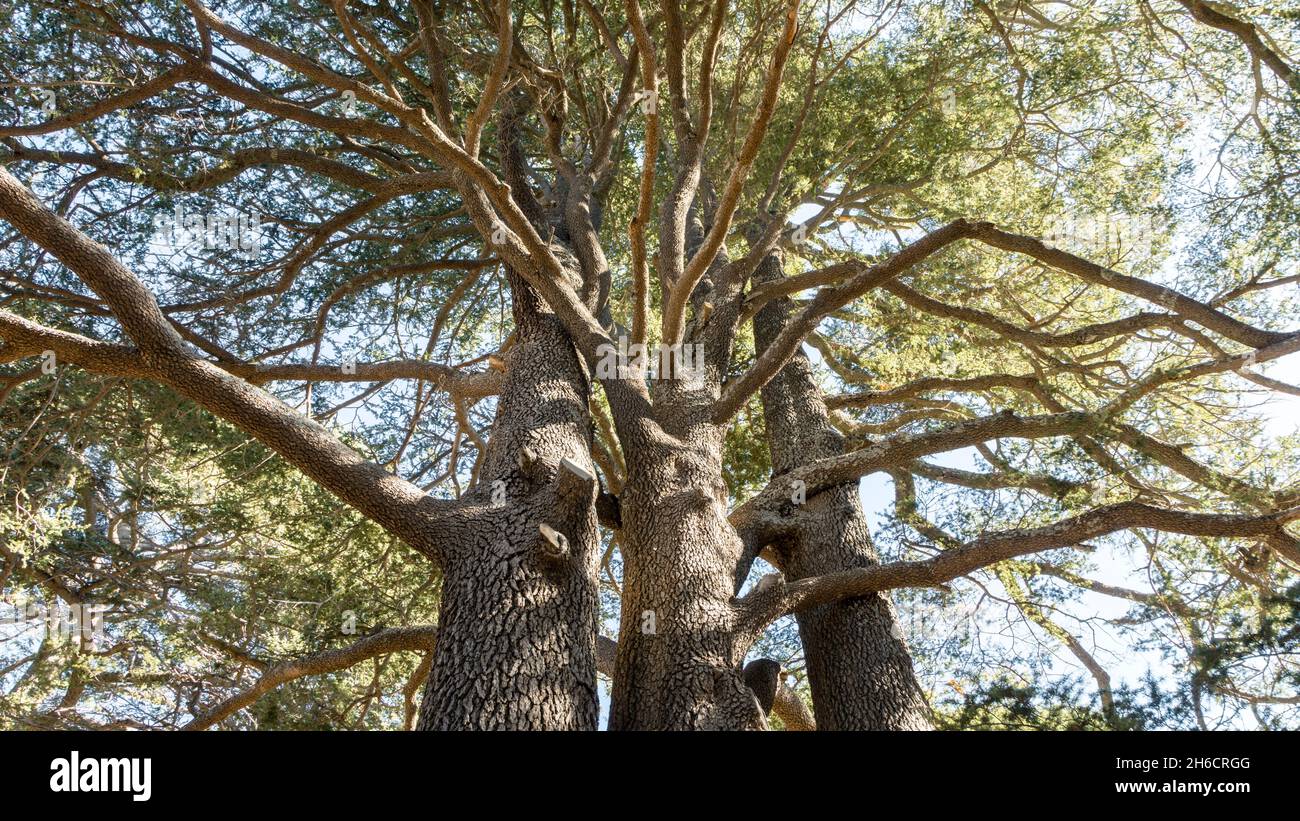 Cedrus Libani tree trunks in Cedars of God forest, Arz, Bsharri, Lebanon Stock Photo
