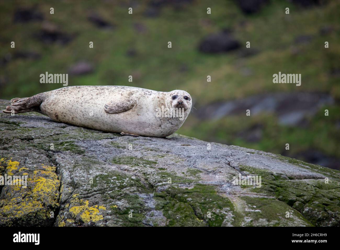A common seal (aka harbour seal, harbor seal) hauled out on rocks, Isle of Skye, West Scotland. Stock Photo