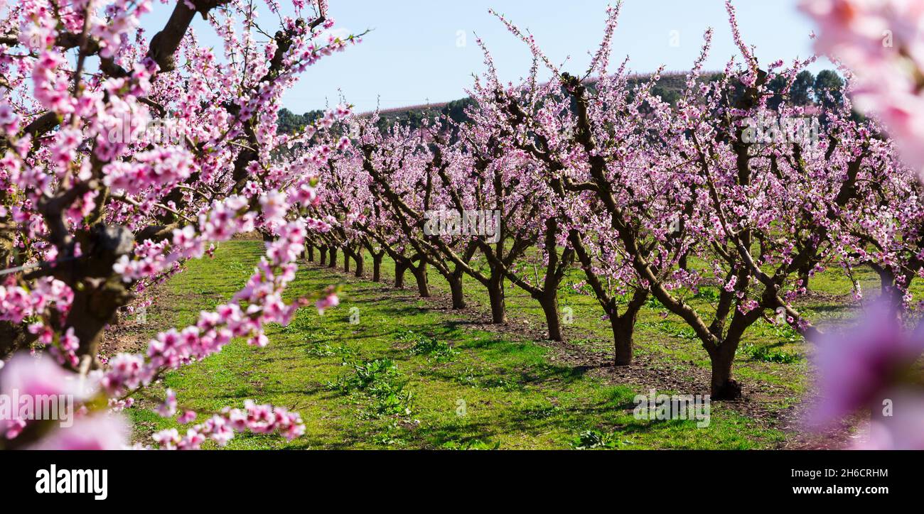 Peach orchard in blossom Stock Photo Alamy