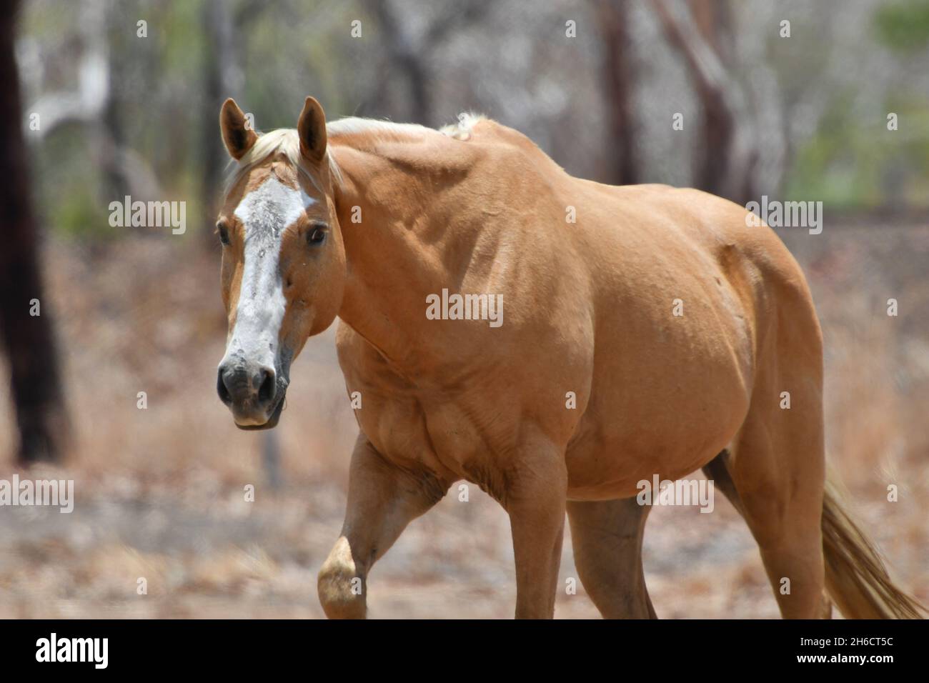 Wild brumby palomino horse (Equus ferus) roaming in the  landscapes of the Northern Territory, Australia. Stock Photo