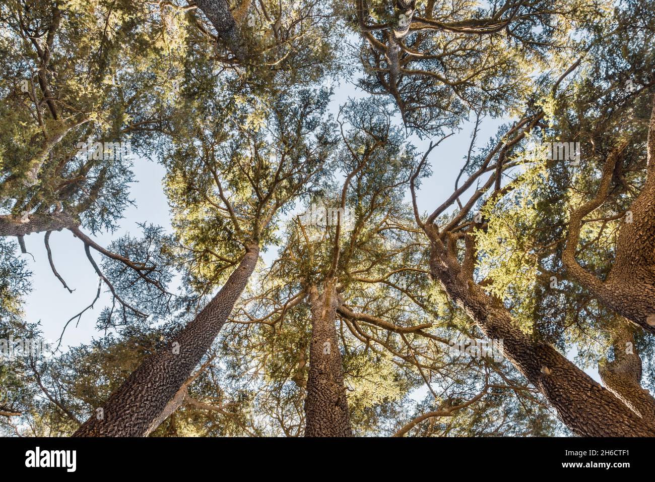 Bottom view of Cedrus Libani trees in Cedars of God forest, Arz, Bsharri, Lebanon Stock Photo