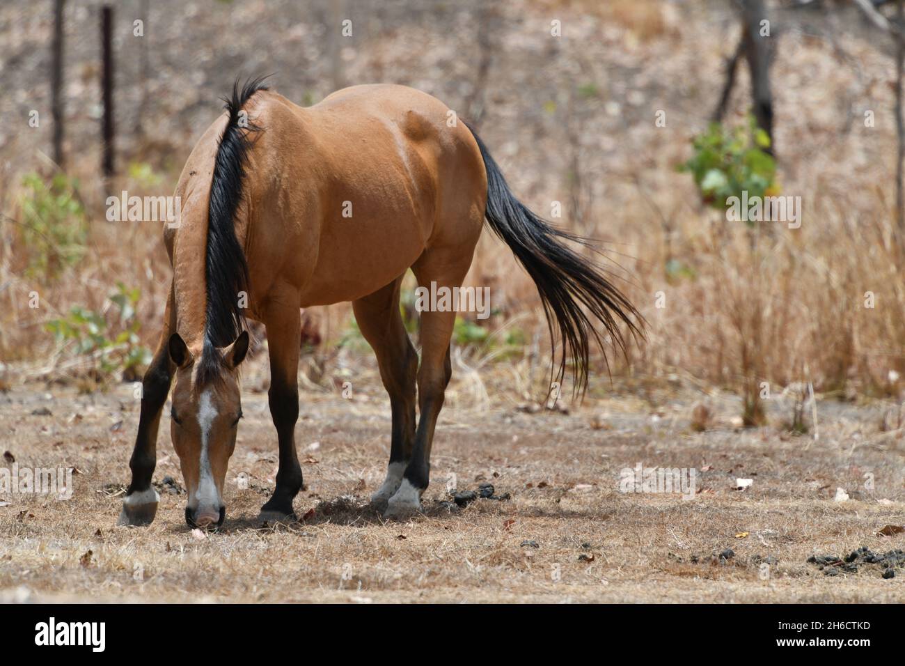 Wild brumby horse (Equus ferus) herd roaming in the landscapes of the Northern Territory, Australia. Stock Photo