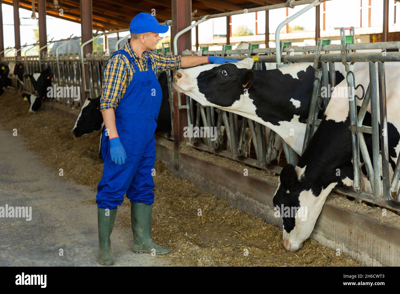 Farm worker caring for cows in stall at dairy farm Stock Photo Alamy