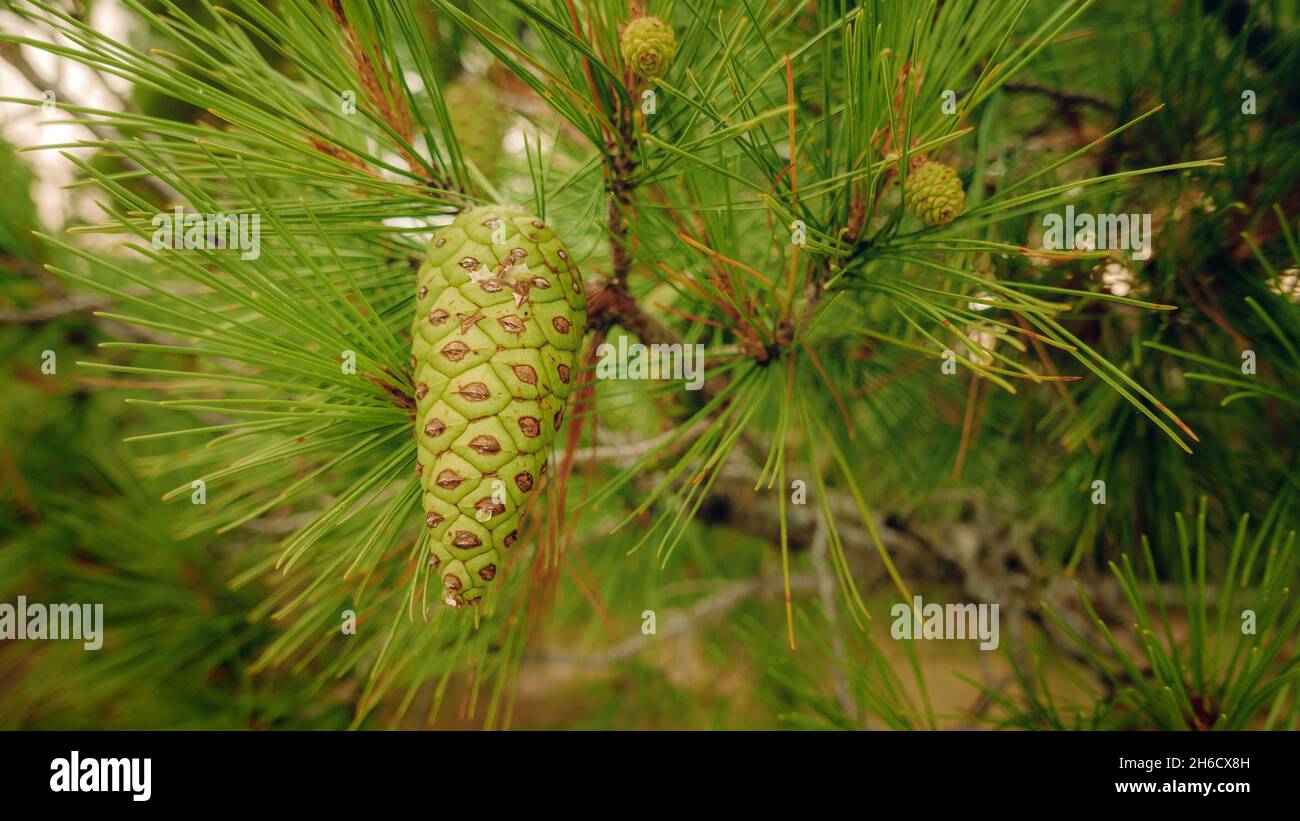 Green pine cone on tree branch, selective focus Stock Photo