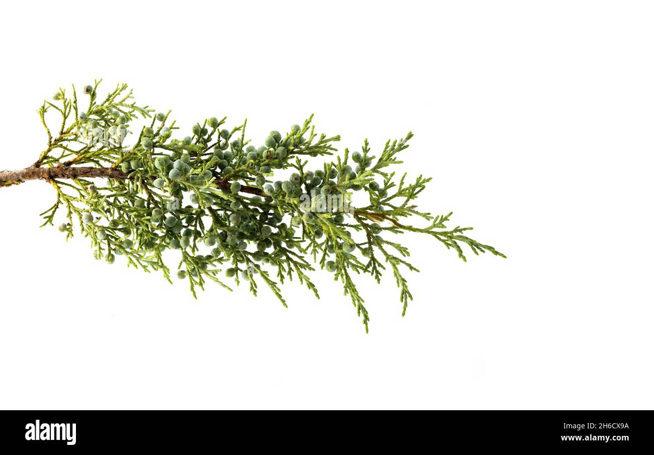 Juniperus thurifera branch, leaves and seeds, Spanish juniper, incense juniper, studio shot, white background Stock Photo