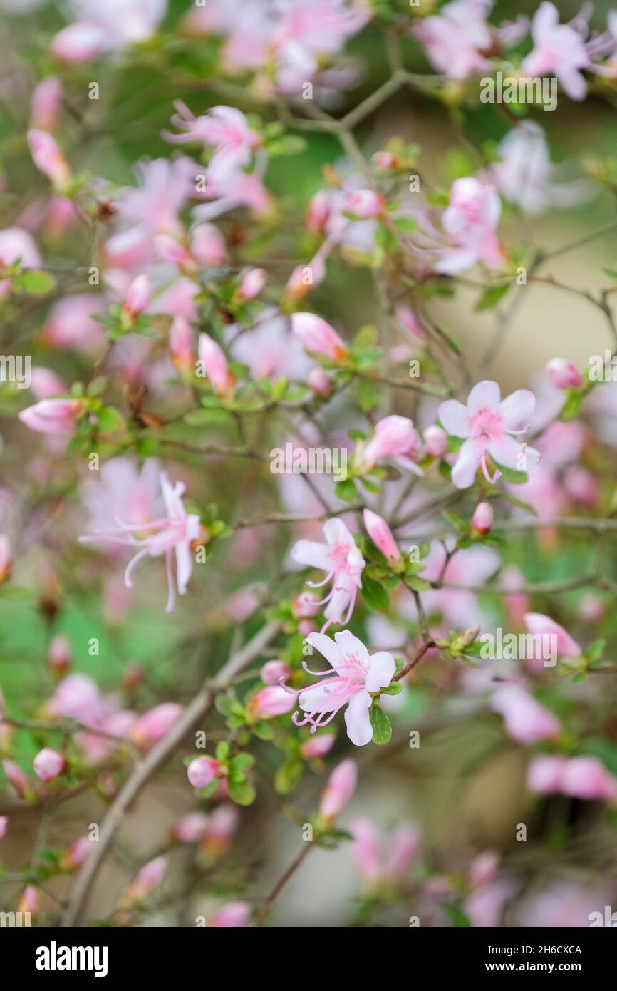 Rhododendron serpyllifolium also known as Azalea serpyllifolia. Pink/white funnel shaped flowers. Stock Photo