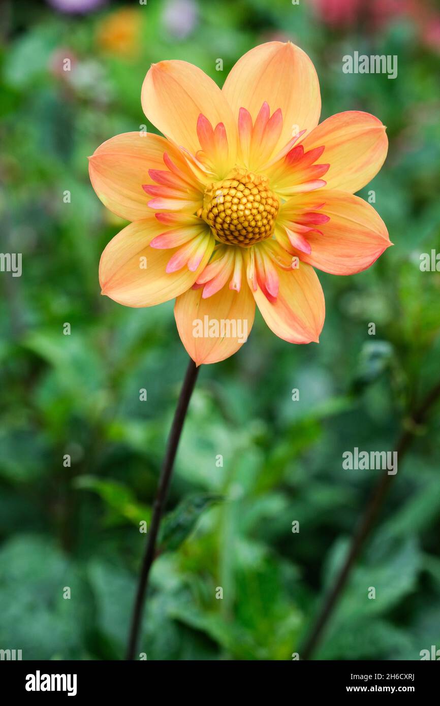 Dahlia 'Kelsey Annie Joy'. Collarette dahlia.  Orange-yellow flowers with orange centres surrounded by a pink collar. Stock Photo