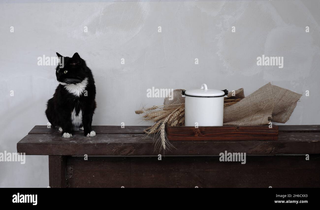 A black cat with white spots sits on a wooden bench against the background of a gray plaster wall Stock Photo