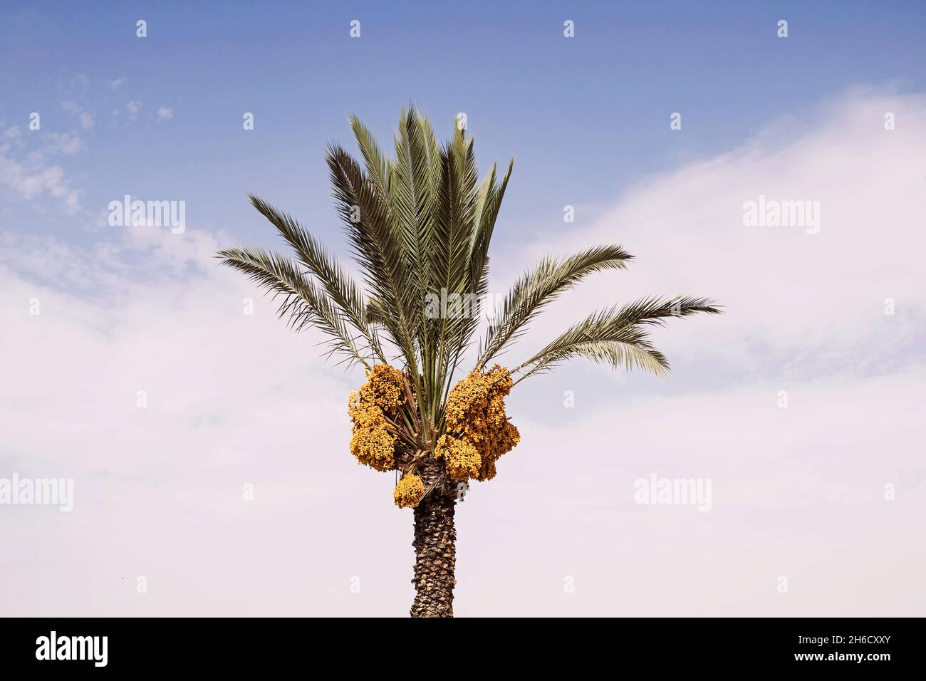 an abundant cluster of ripe gold colored dates sit high on a freshly pruned date palm tree with blue sky and a soft white cloud in the background Stock Photo