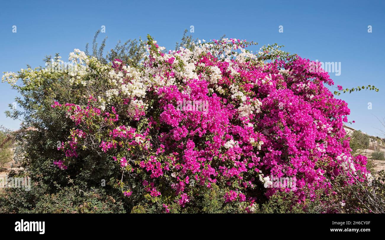 very large blooming bougainvillea shrub with hot pink magenta and white flowers on the same plant with a clear blue sky background Stock Photo