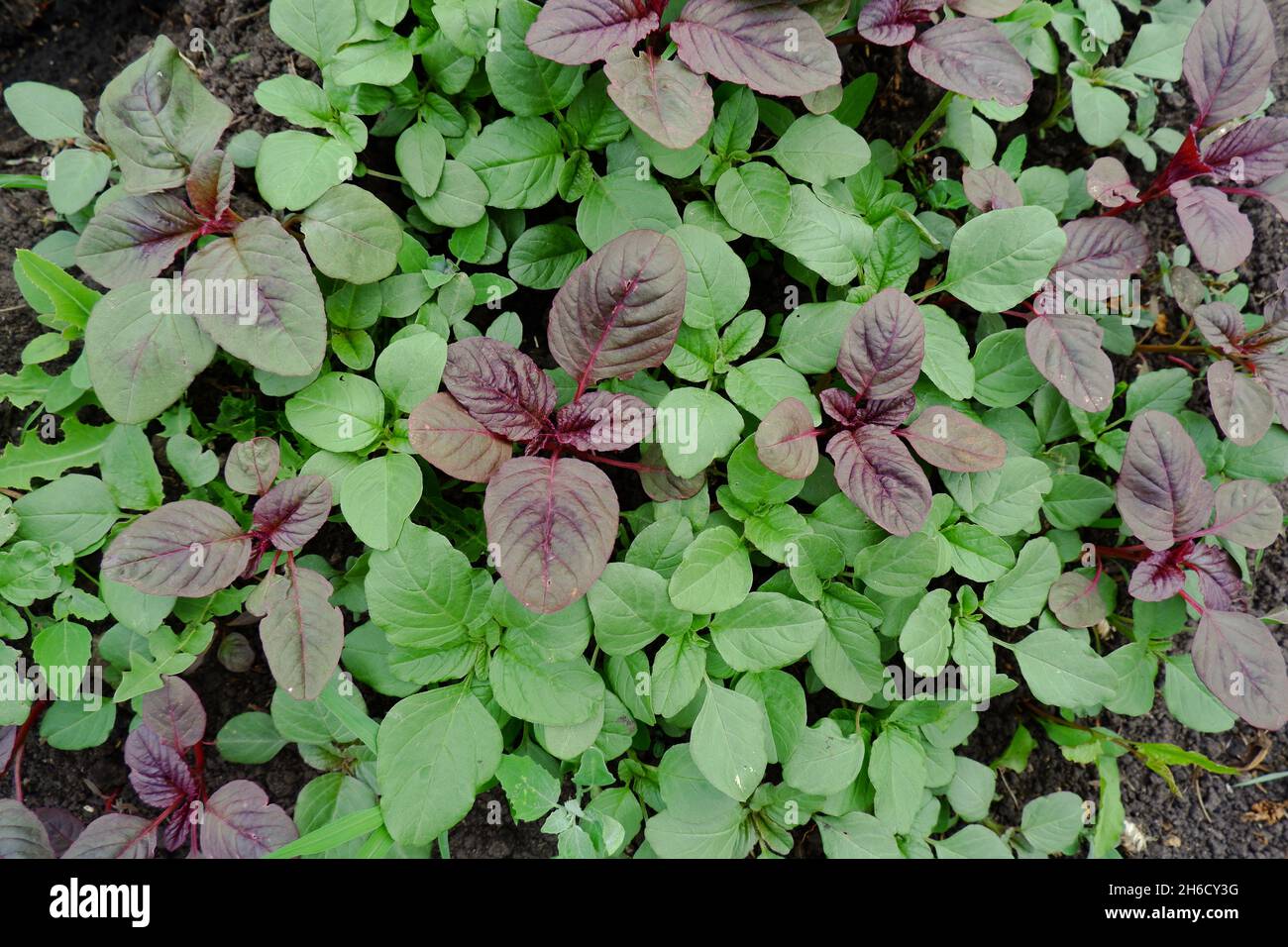 Young leaves of red and green amaranth.  Stock Photo