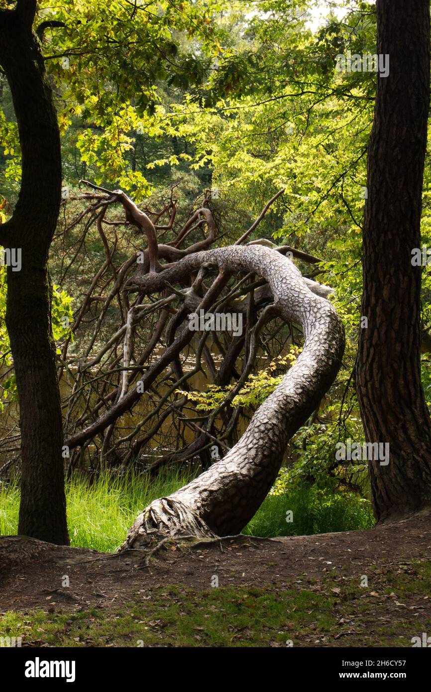 Tree growing sideways over a lake between two trees growing straight in