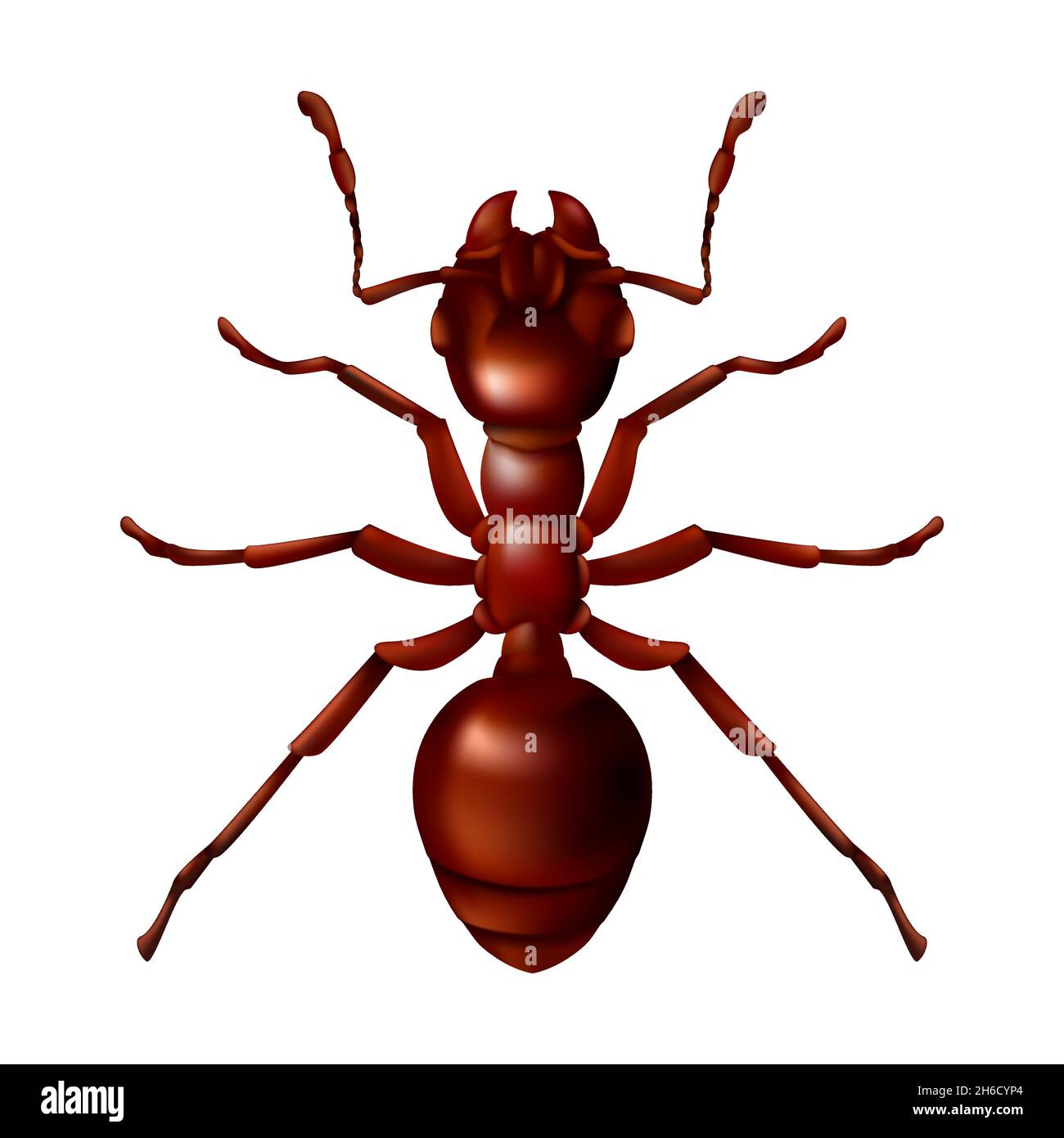 Queen Fire Ant