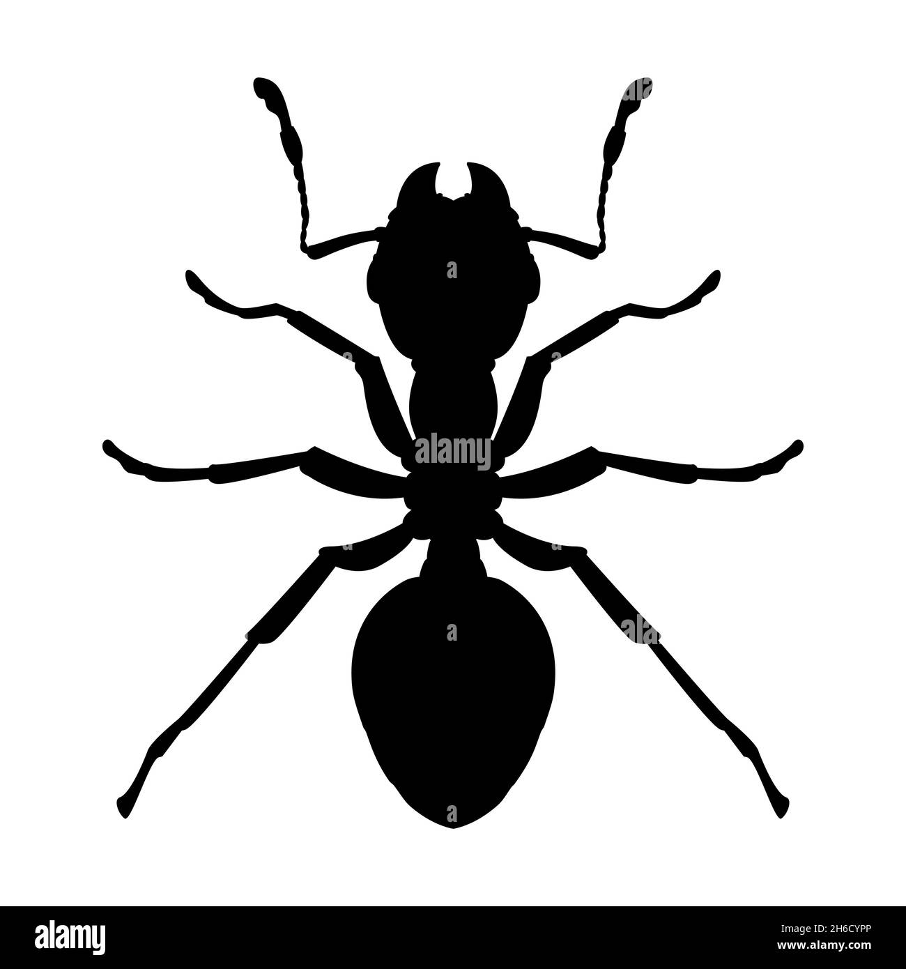 Ant vector vectors Black and White Stock Photos & Images - Alamy