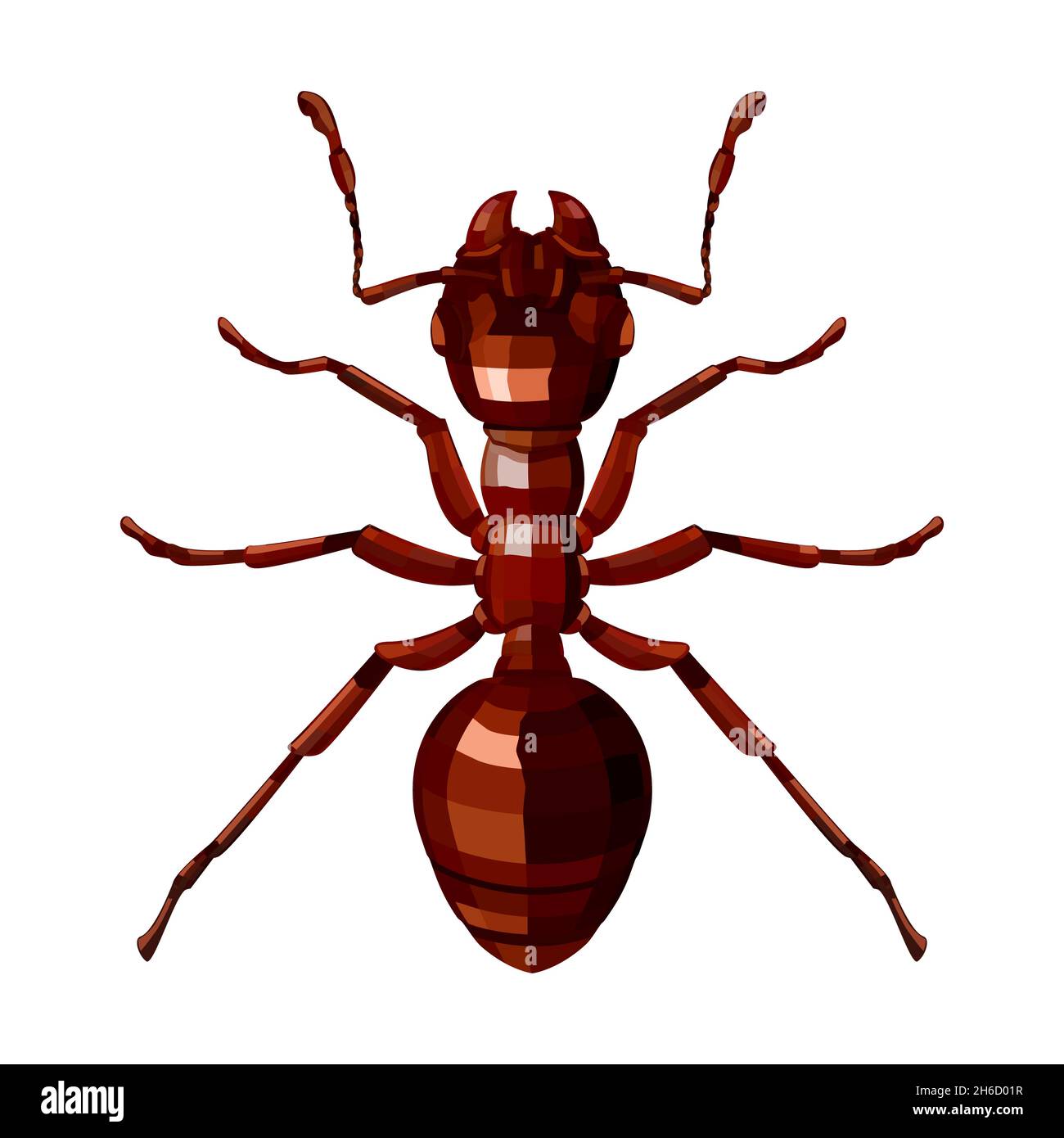 Red ant top view. 3D vector illustration of a domestic insect isolated on a white background Stock Vector