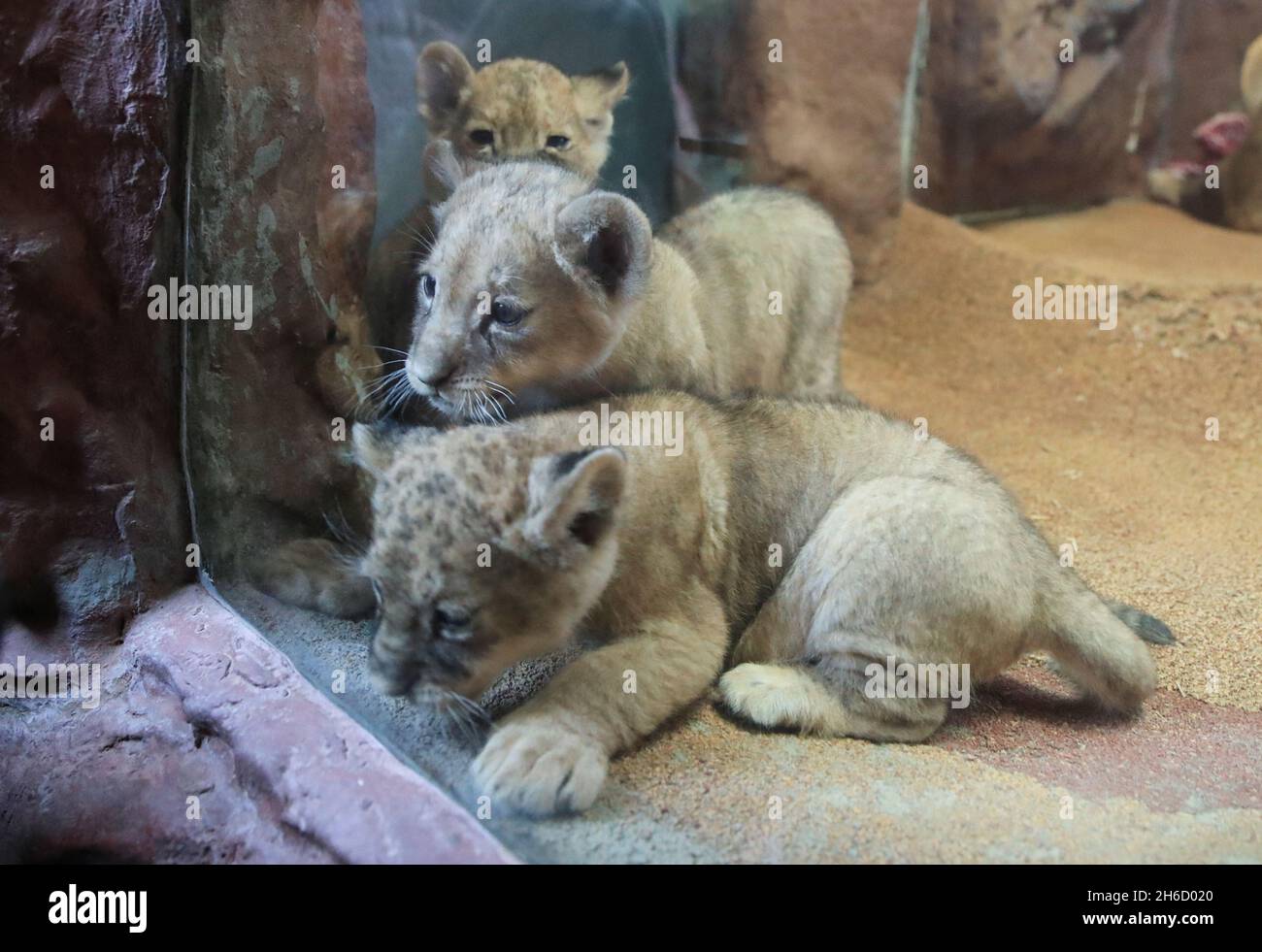 Five-weeks old African triplet lions Maleika, Jamila and Kumani play behind a window during their official presentation to the public at Gelsenkirchen's zoo 'Erlebniswelt Zoom' (Discovery World Zoom) in Gelsenkirchen, Germany, November 15, 2021.  REUTERS/Wolfgang Rattay Stock Photo