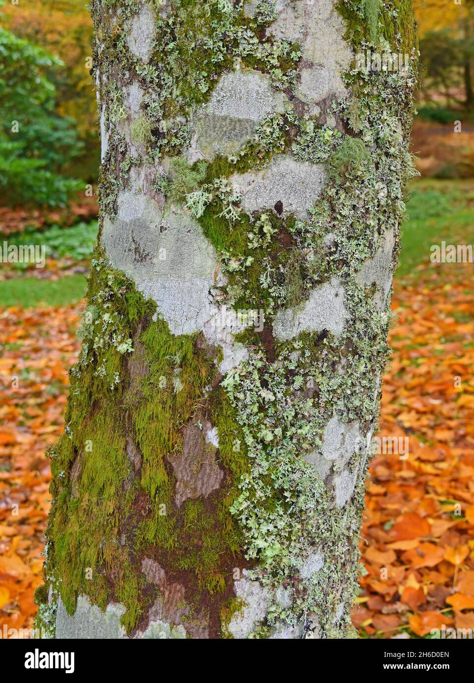 Tree bark (detail). Acer nipponicum. Dawyck Botanic Gardens, Stobo, Scottish Borders, Scotland, United Kingdom, Europe. Stock Photo