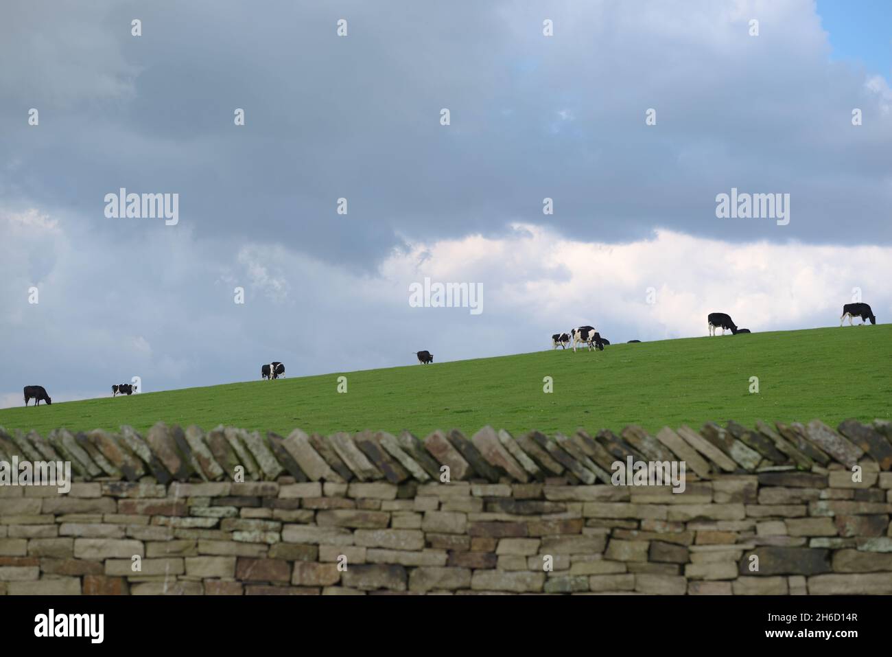 Line of black and white cows, Holstein Friesian cattle, spread out in a ...