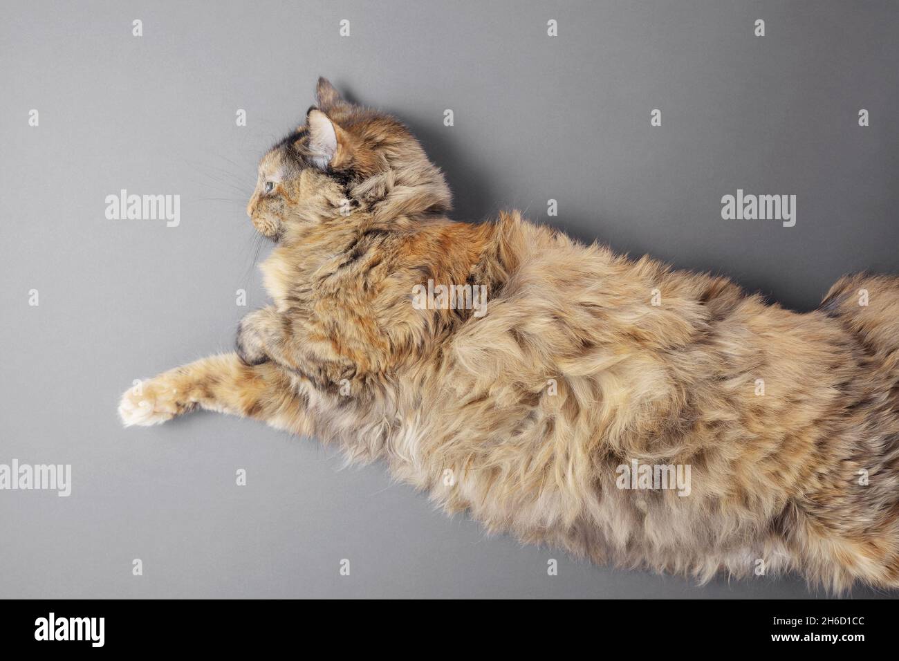 A fluffy cat without a tail with beautiful fur lies on its side against