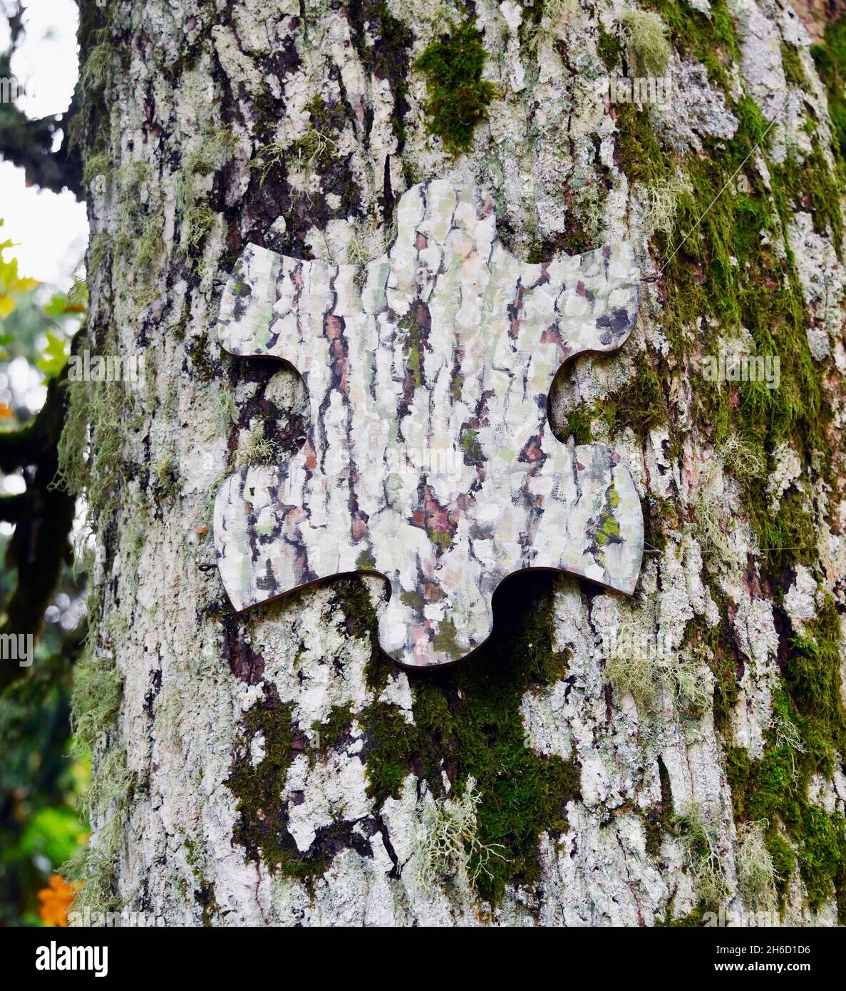 Puzzle Piece by Anne Gilchrist. Tree bark (detail). Fastigiate Oak (Quercus robur forma fastigiata).  Dawyck Botanic Gardens, Stobo, Scottish Borders, Stock Photo