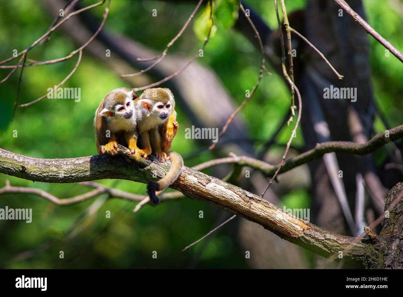 Two common squirrel monkeys sitting on a tree branch Stock Photo